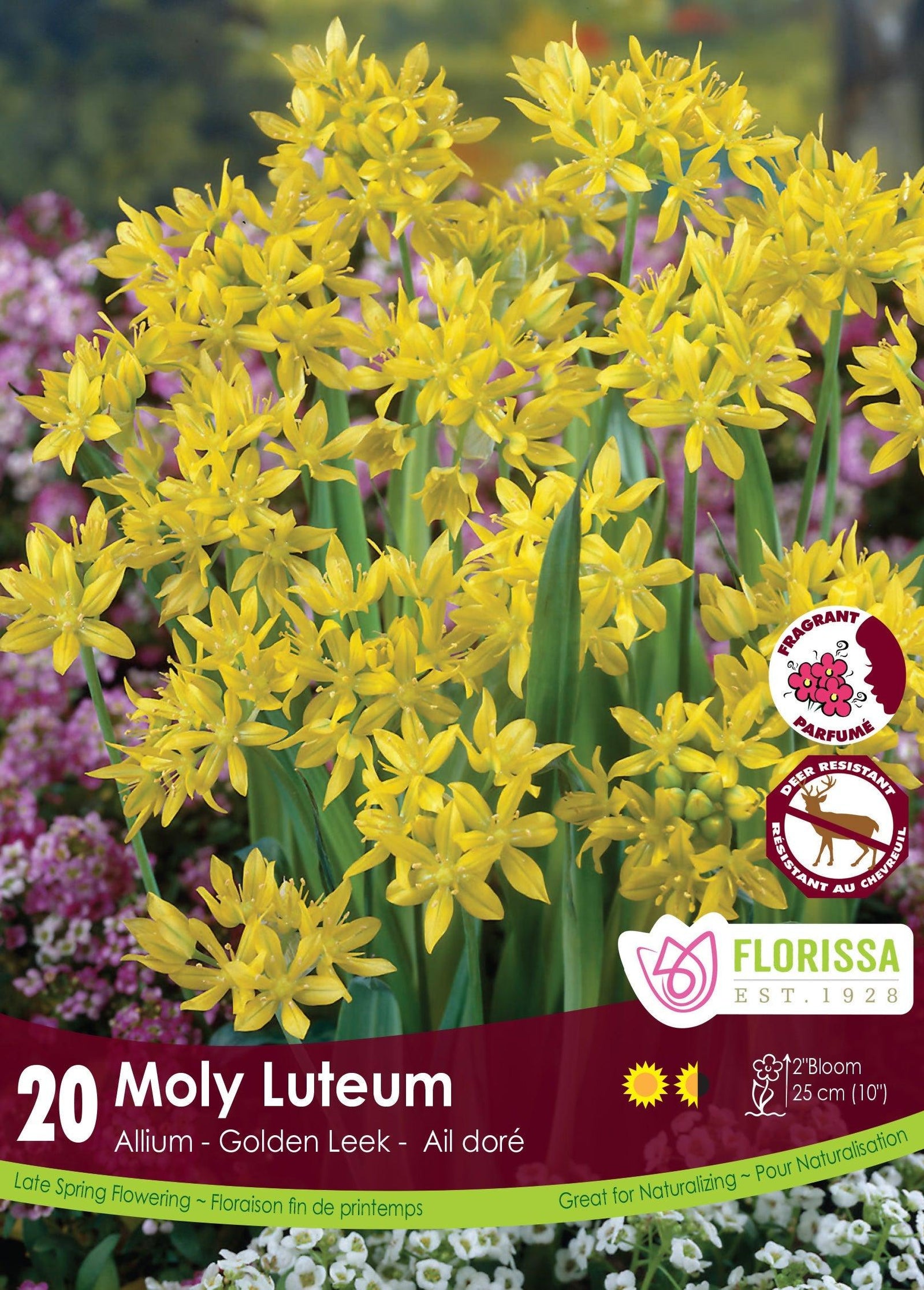 Allium Moly Luteum 20/Pkg