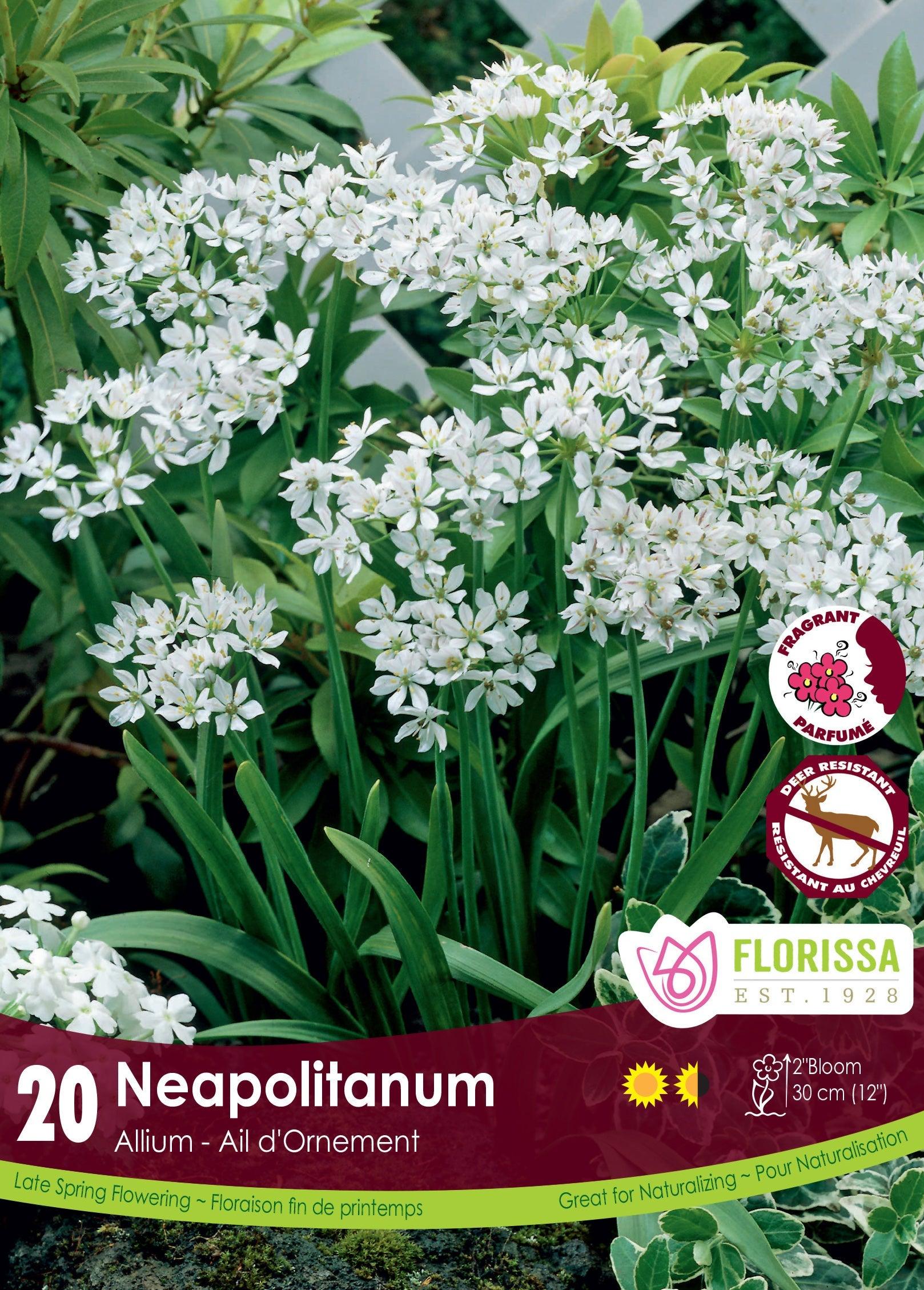 Allium Neapolitanum 20/Pkg