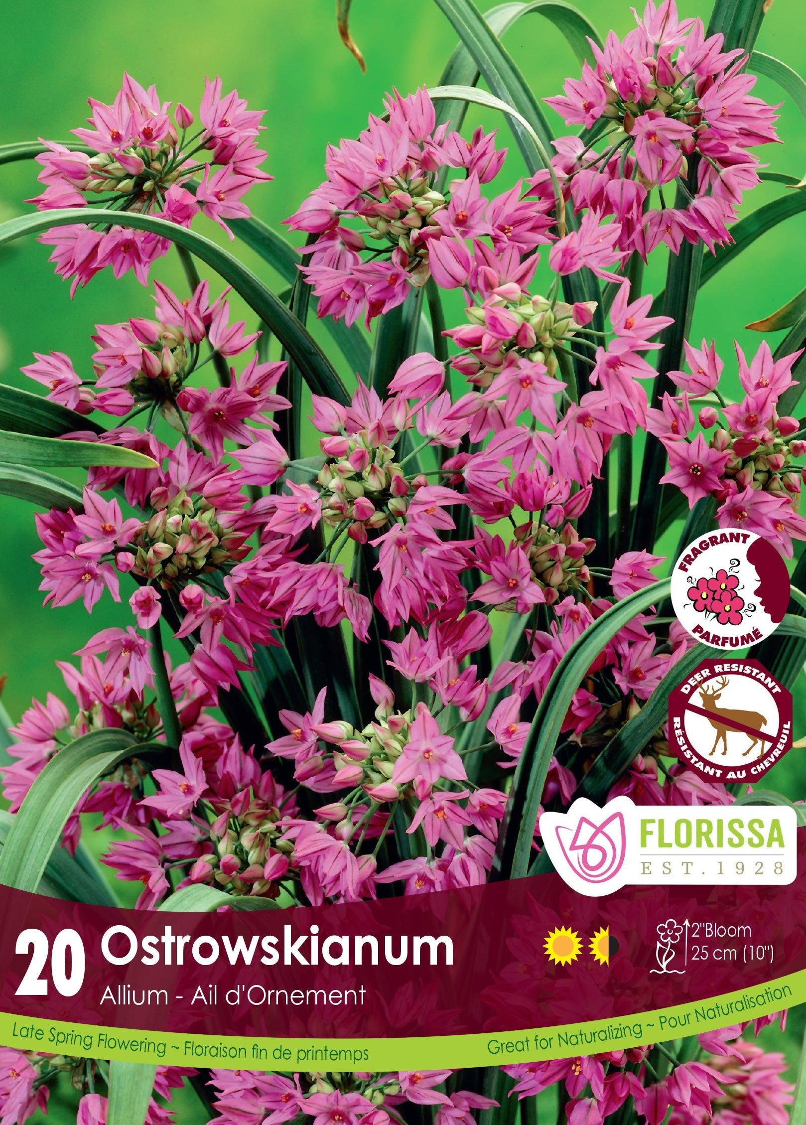 Allium Otrowskianum 20/Pkg