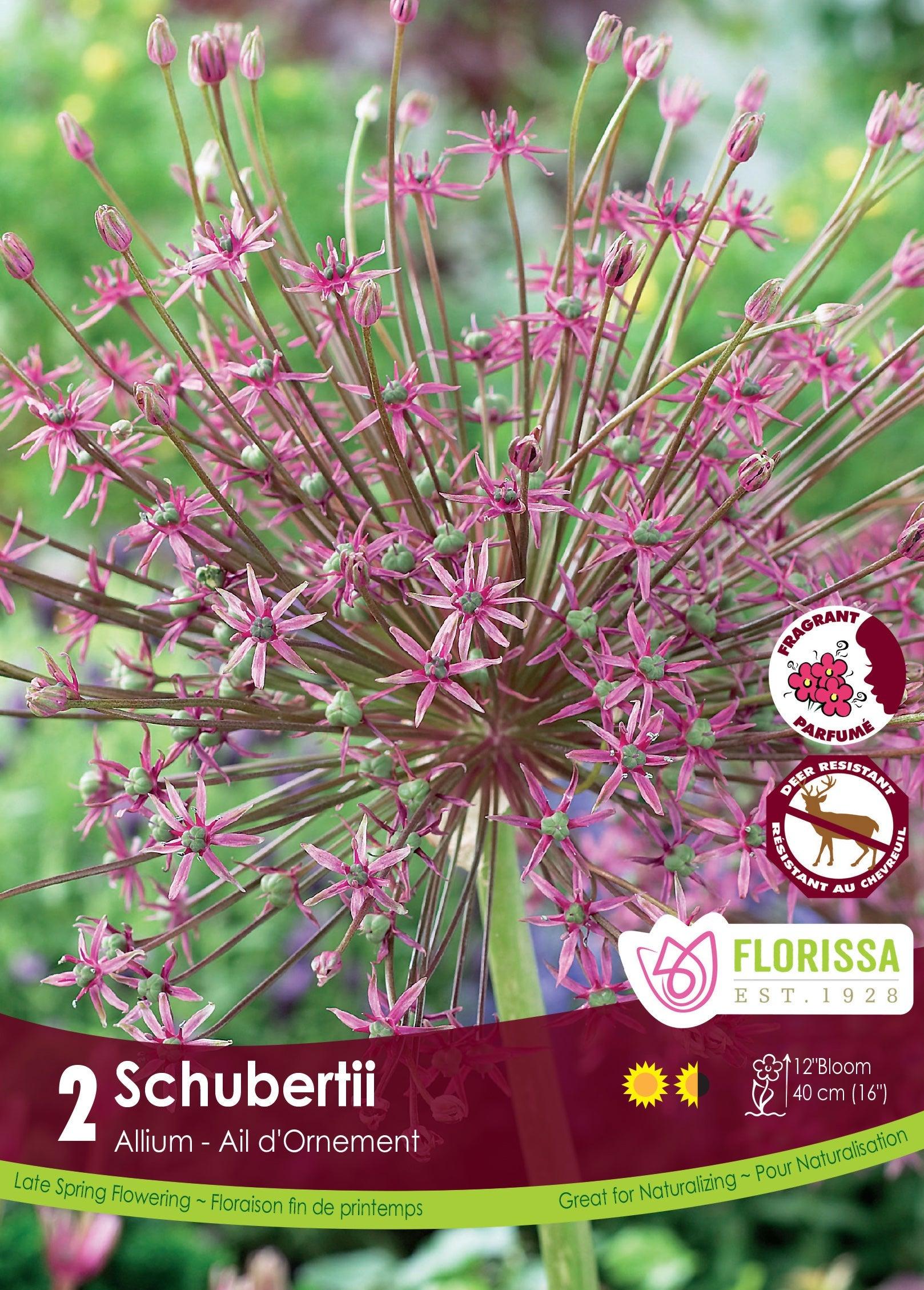 Allium Schubertii 2/Pkg