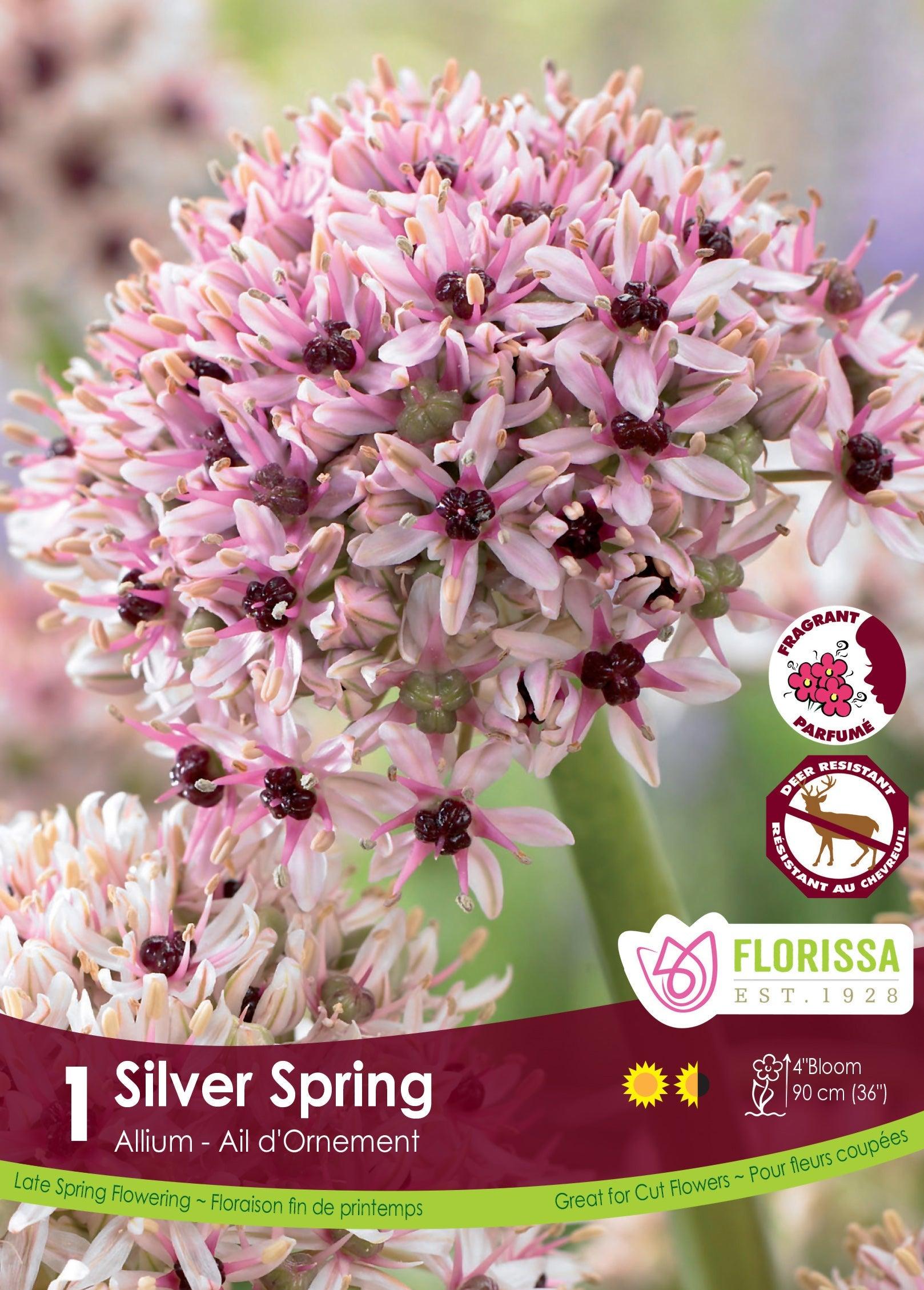 Allium Silverspring 1/Pkg