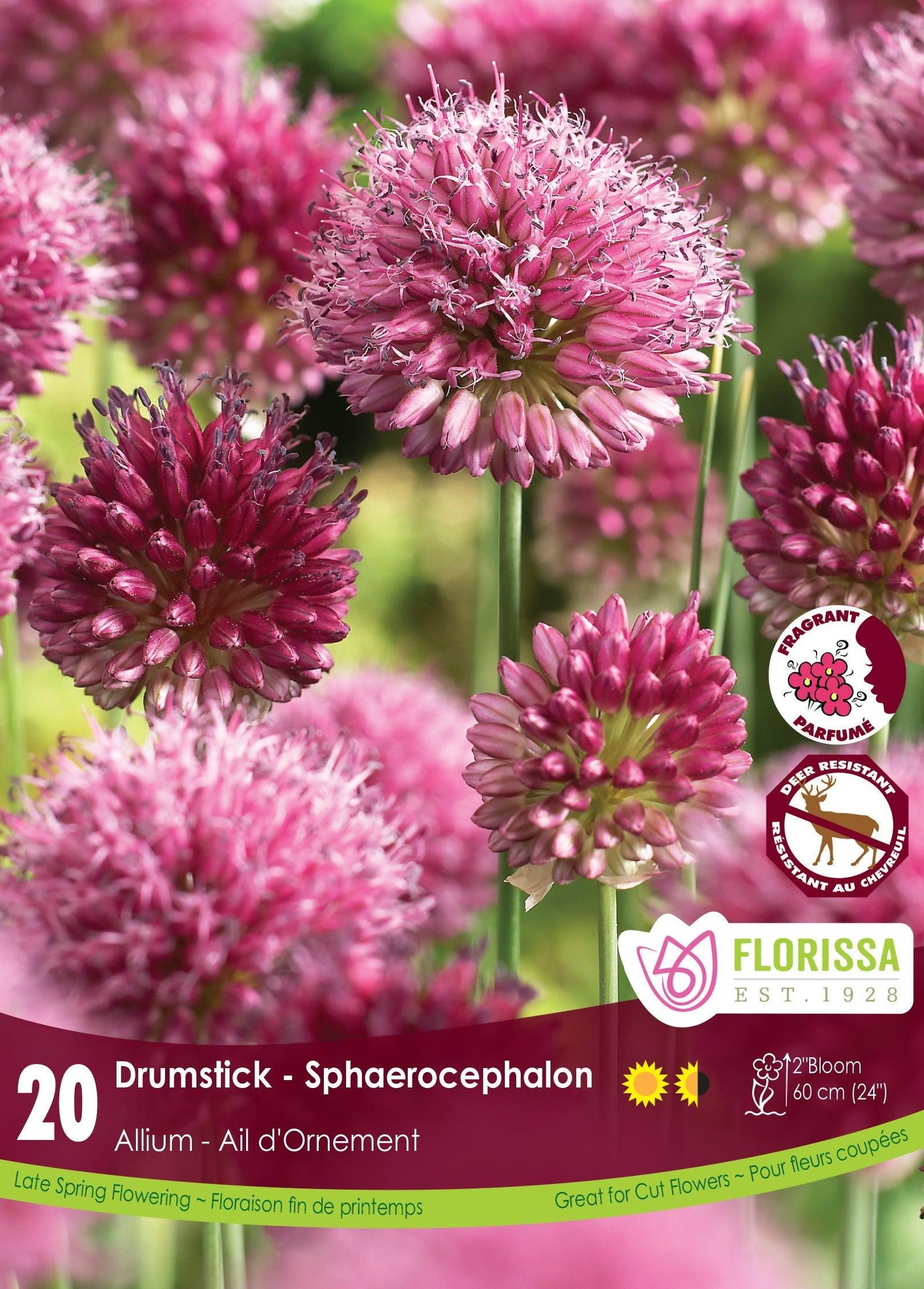 Allium Sphaerocephalon 20/Pkg