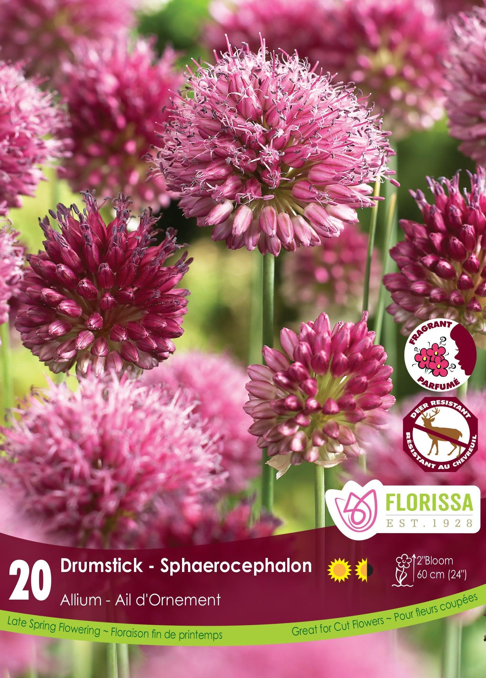 Allium Sphaerocephalon 20/Pkg
