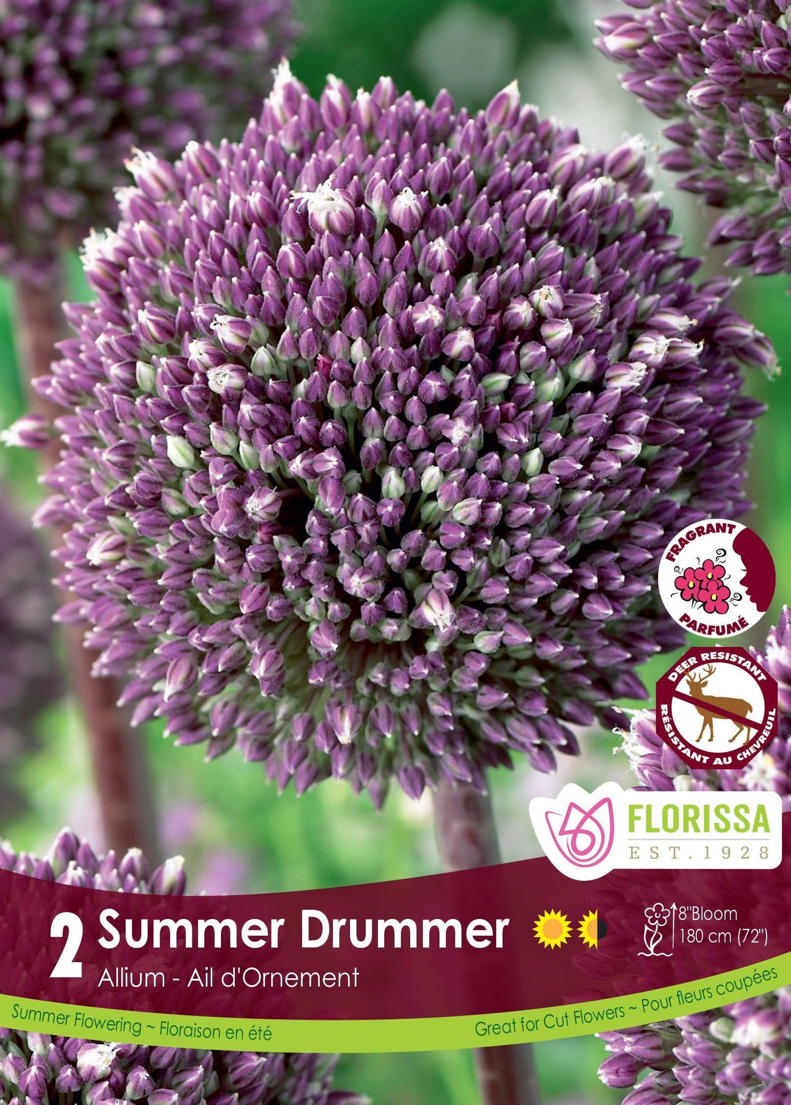 Allium Summer Drummer 2/Pkg