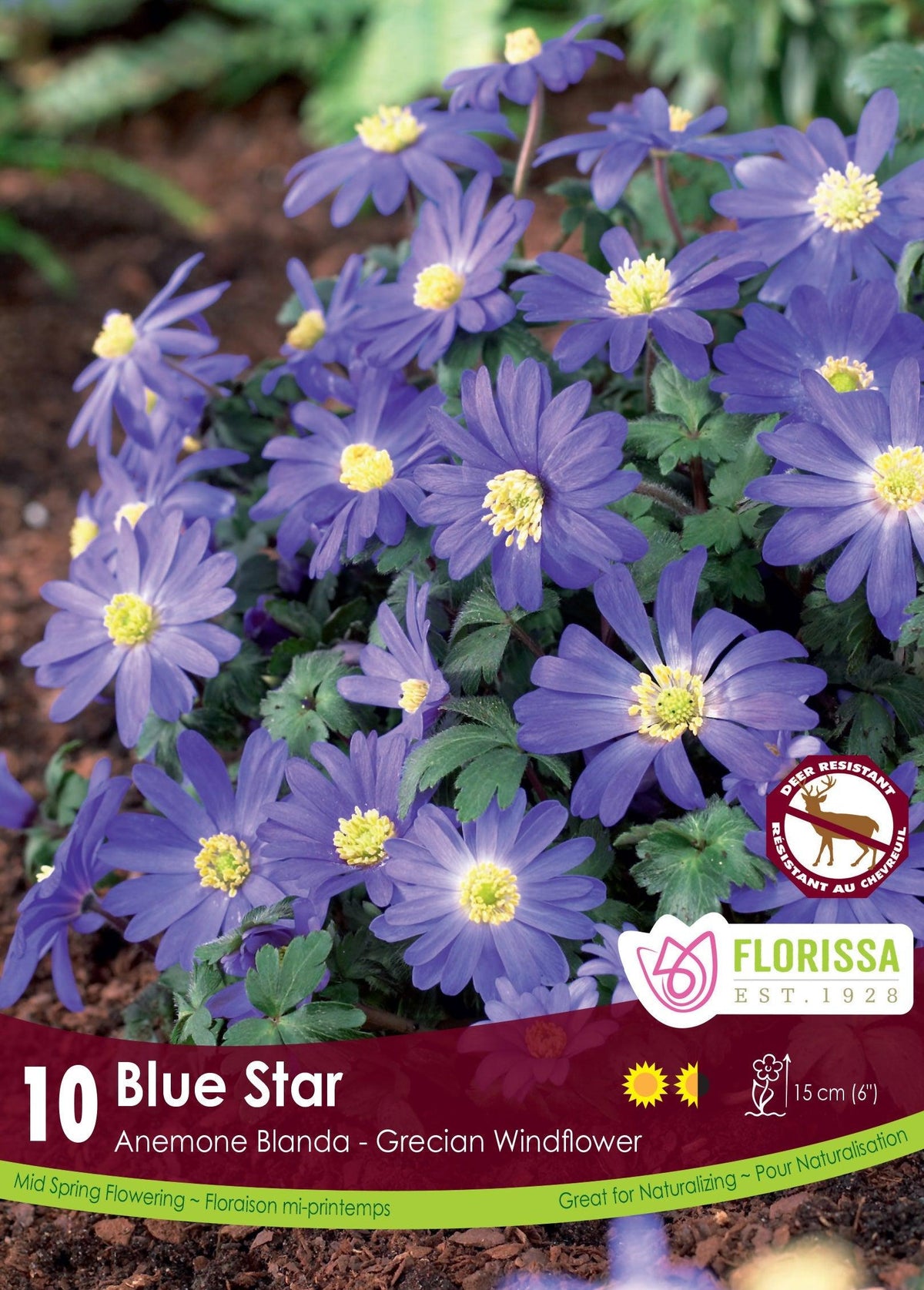 Anemone Blanda Blue Star 10/Pkg