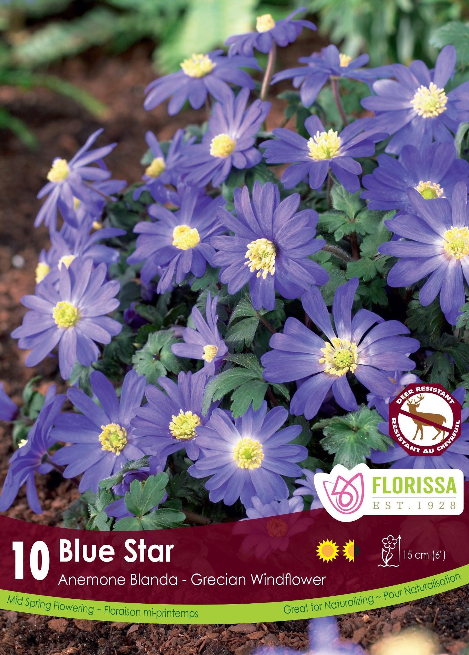 Anemone Blanda Blue Star 10/Pkg