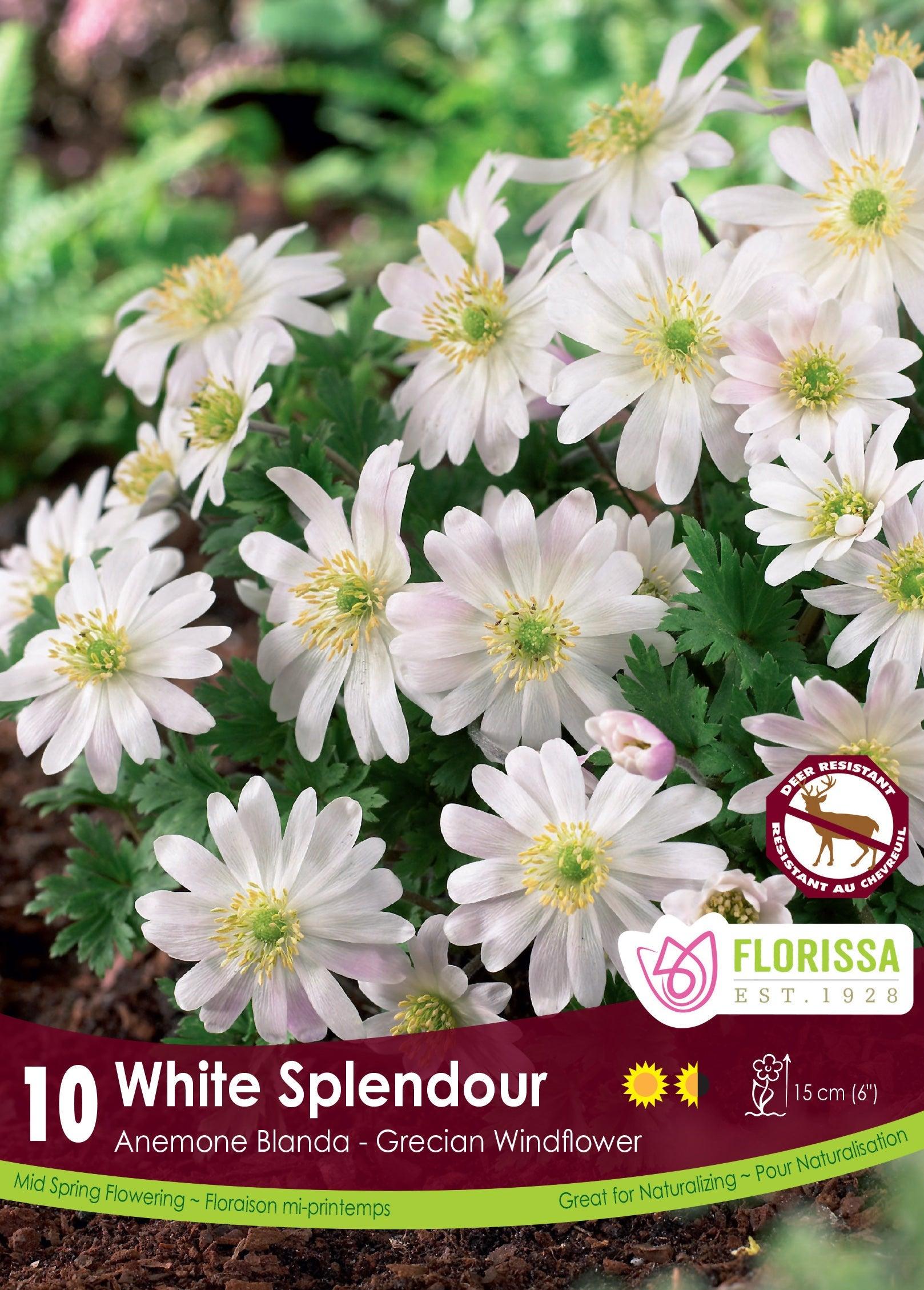 Anemone Blanda White Splendour 10/Pkg