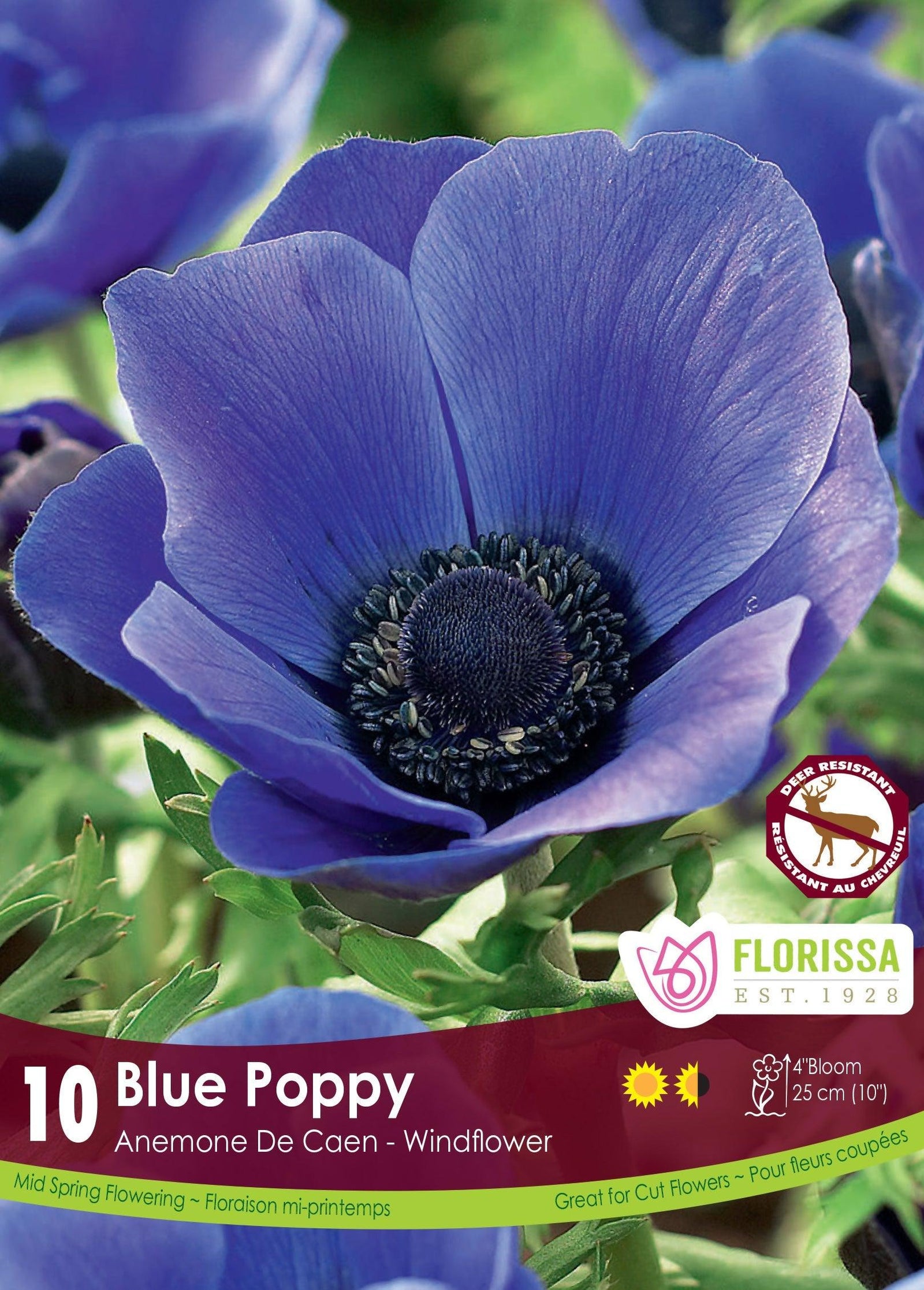 Anemone De Caen Blue Poppy 10/Pkg