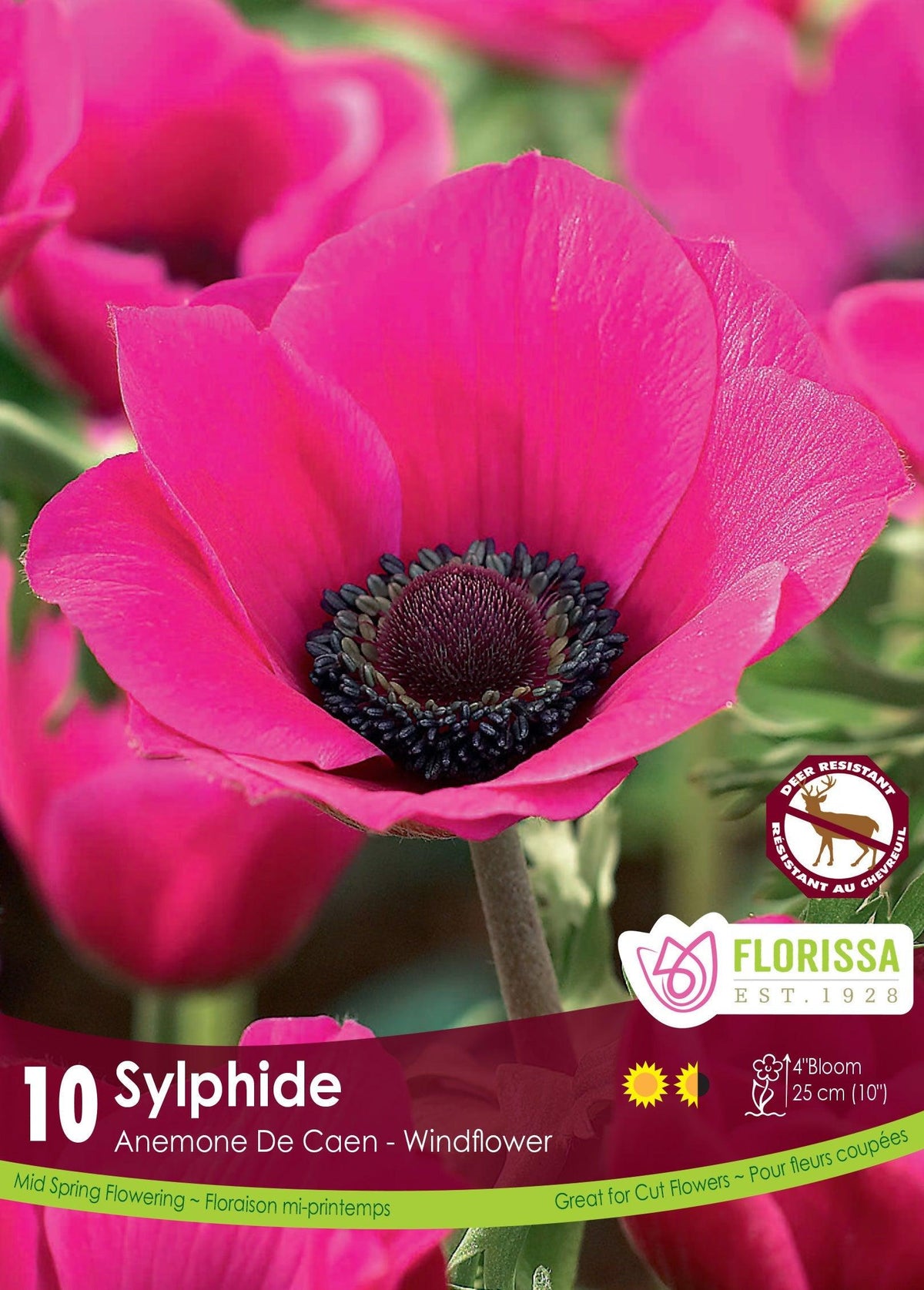 Anemone De Caen Sylphide 10/Pkg