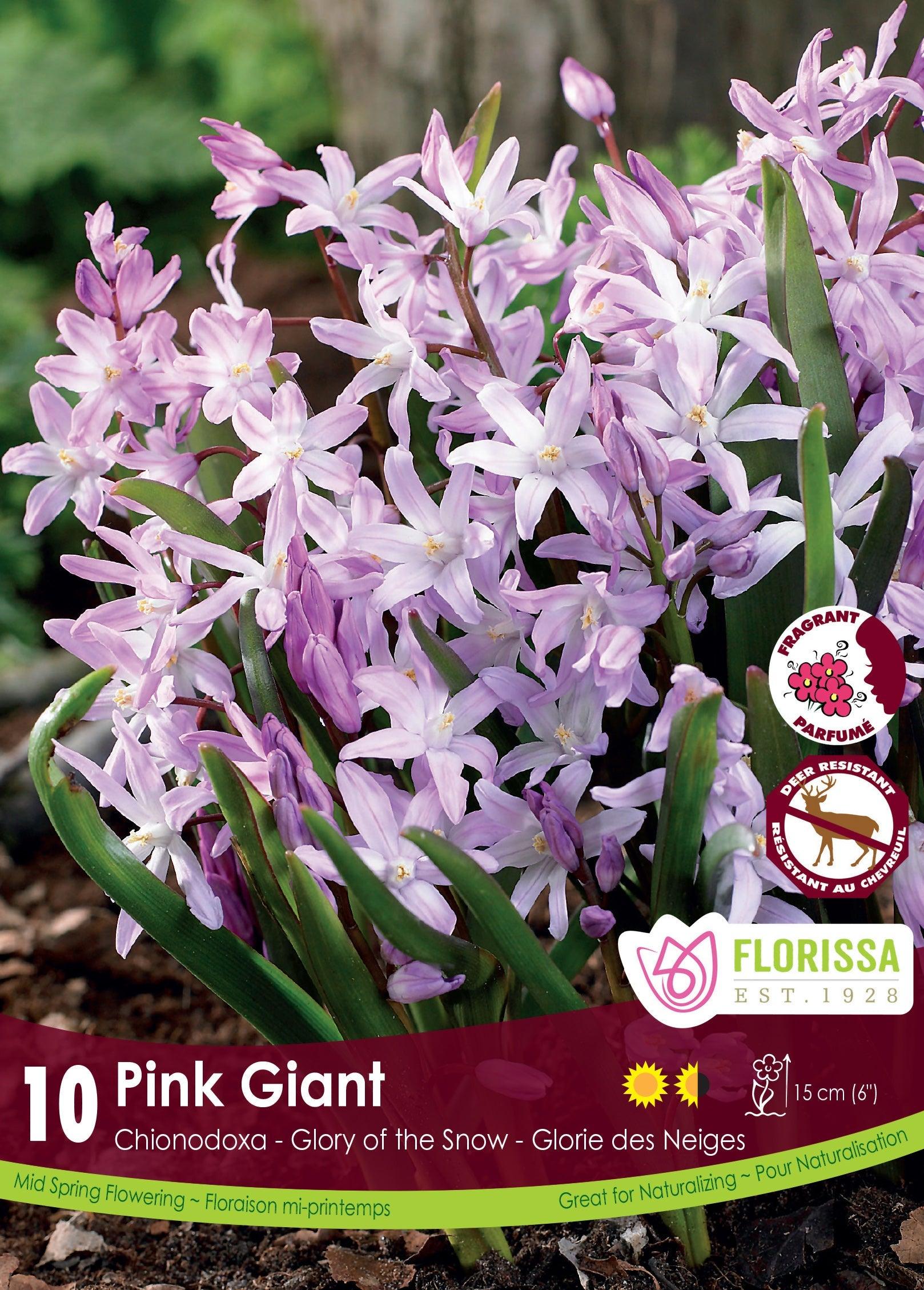 Chionodoxa Pink Giant 10/Pkg