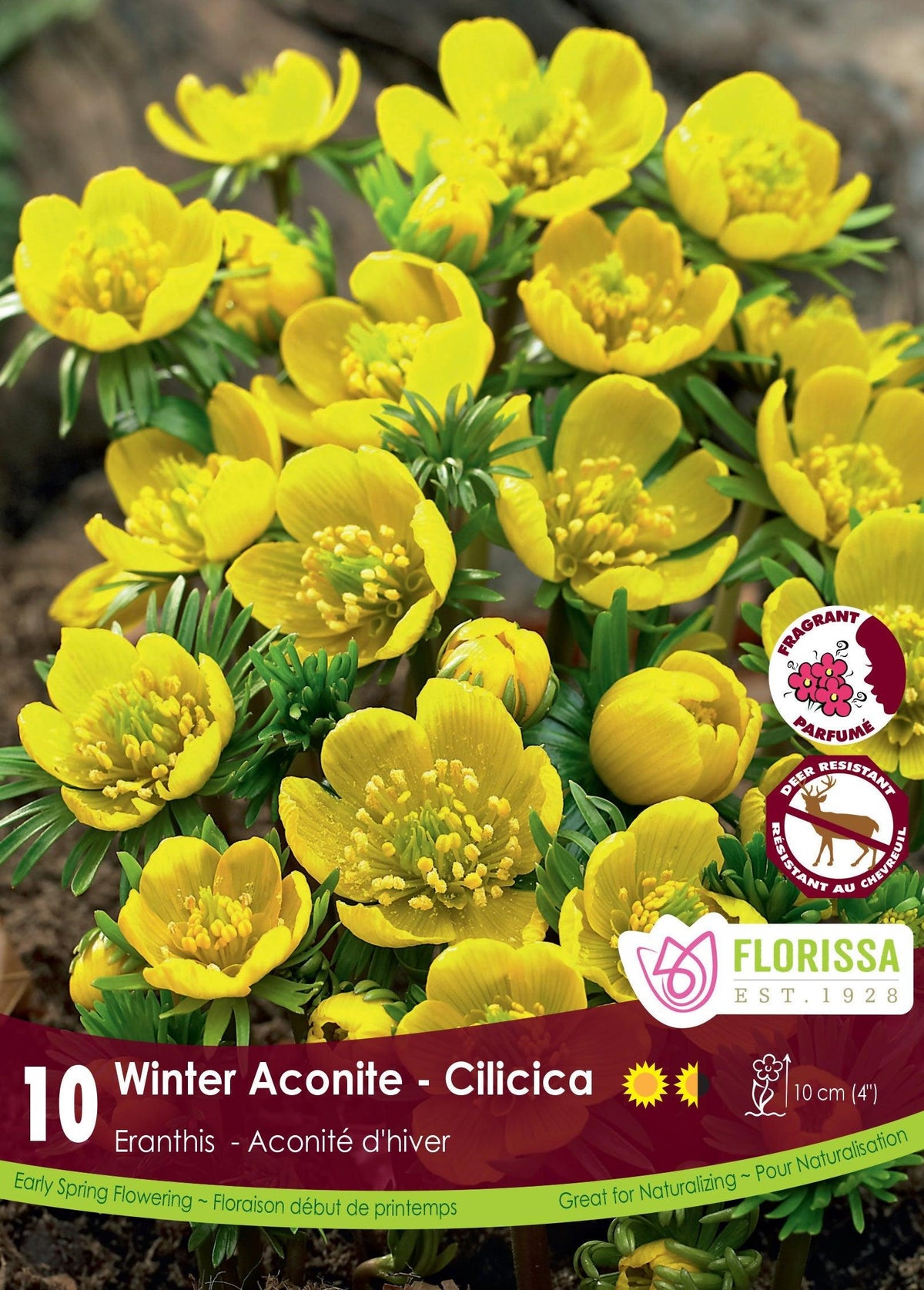 Eranthis Cilicica 10/Pkg