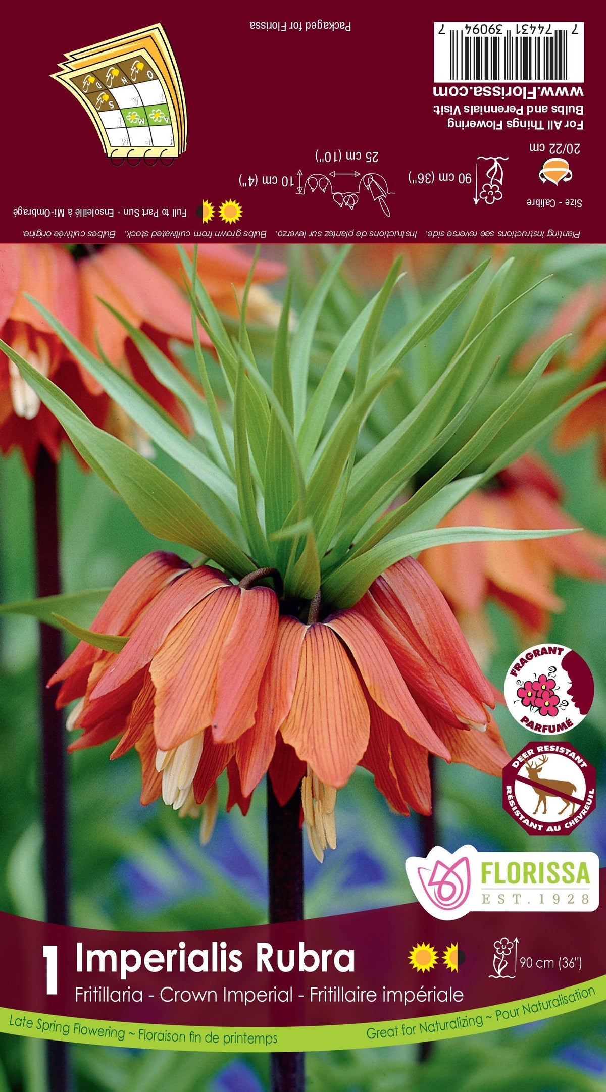 Fritillaria Imp. Rubra 1/Pkg