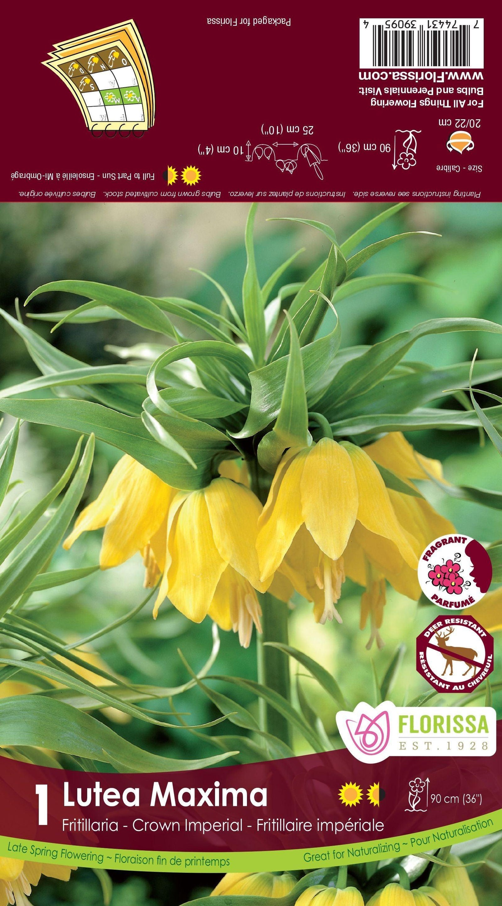 Fritillaria-Lutea Maxima