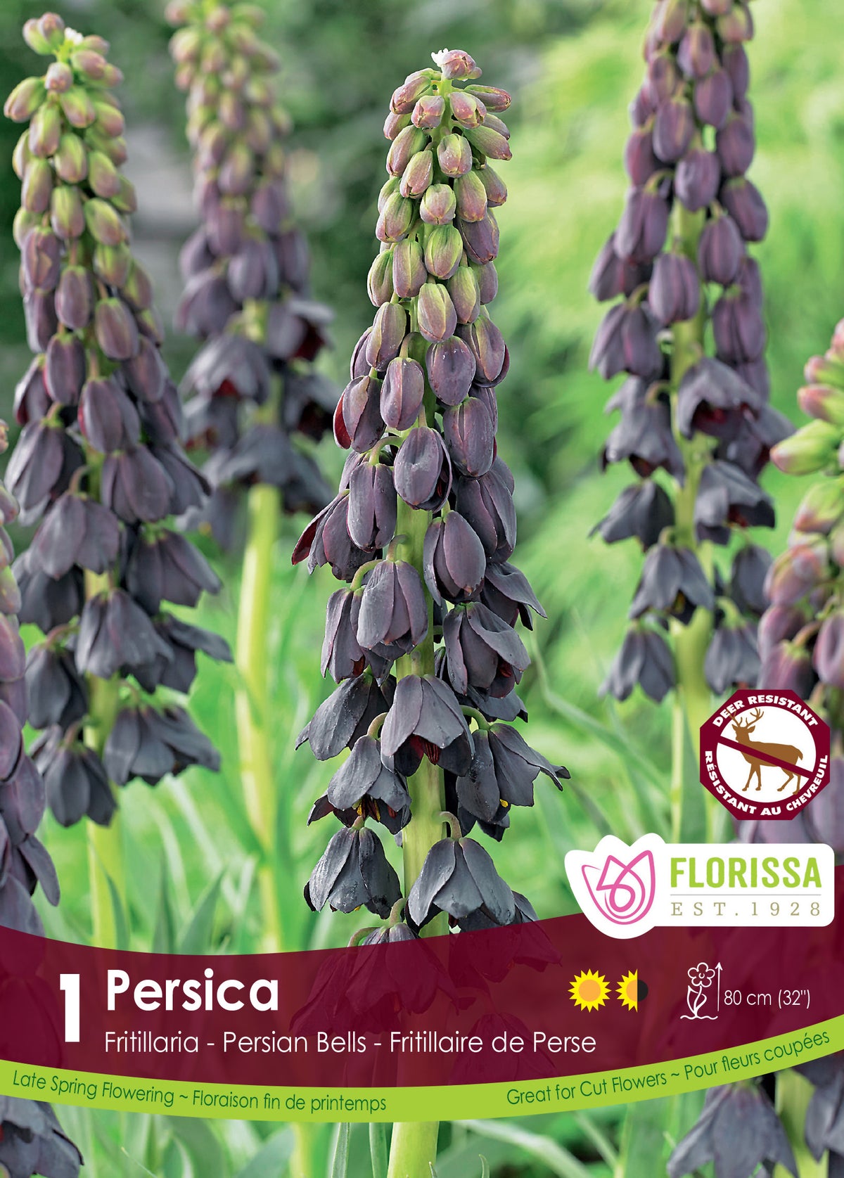 Fritillaria-Persica