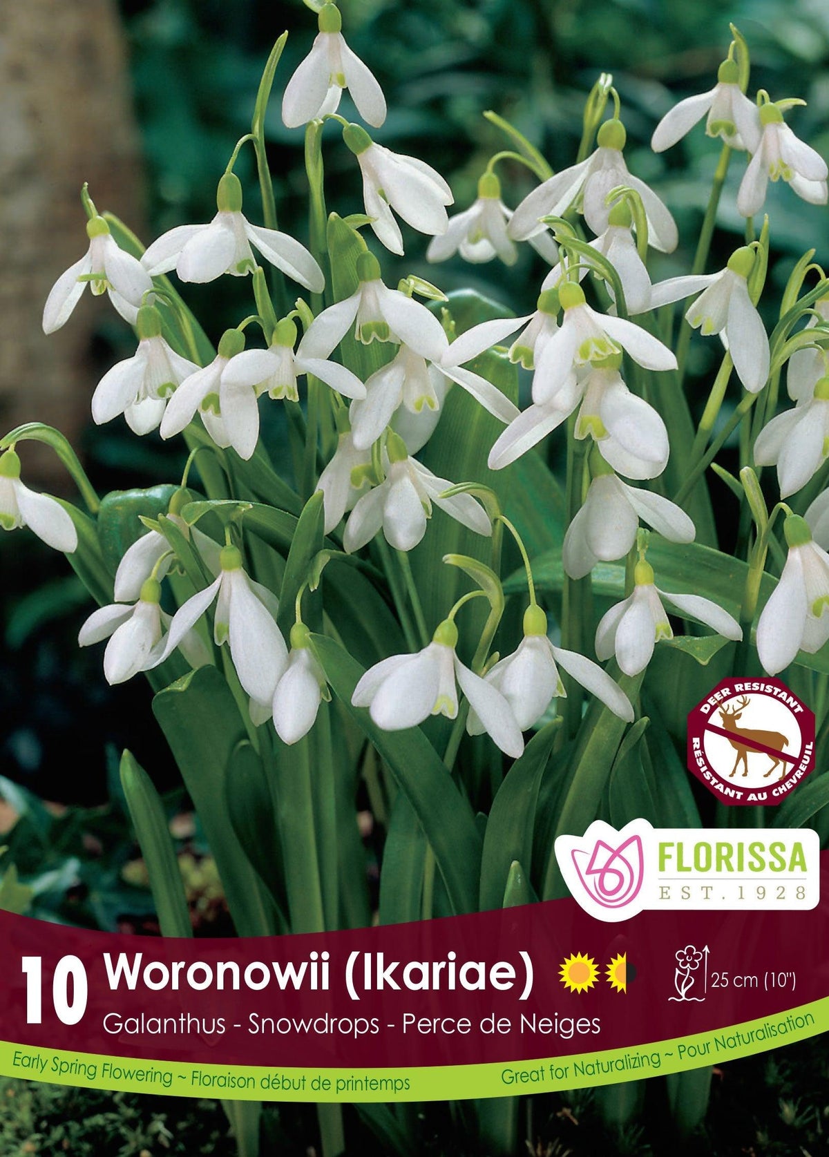 Snowdrop Galanthus Woronowii 10/Pkg