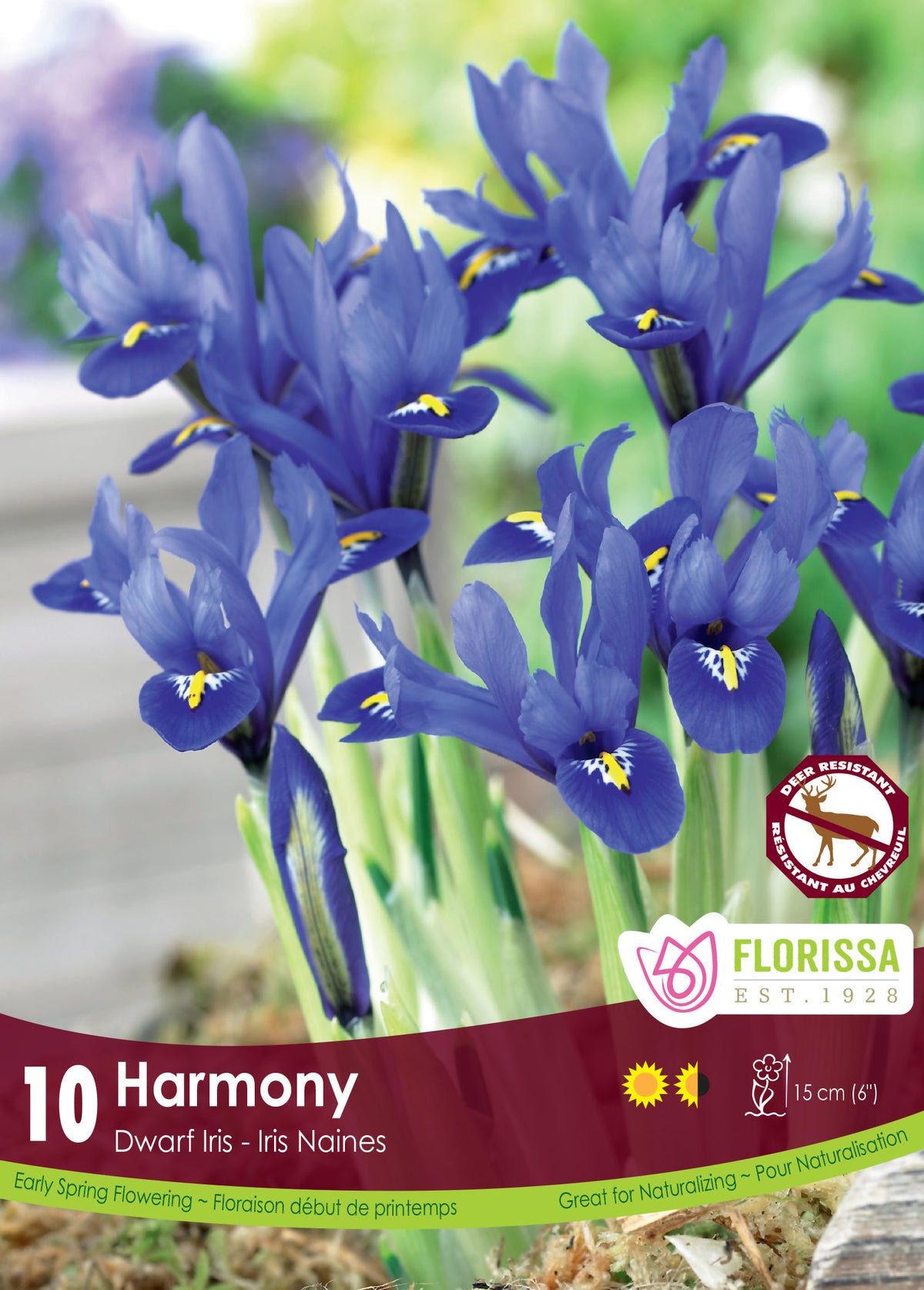 Iris Dwarf-Harmony