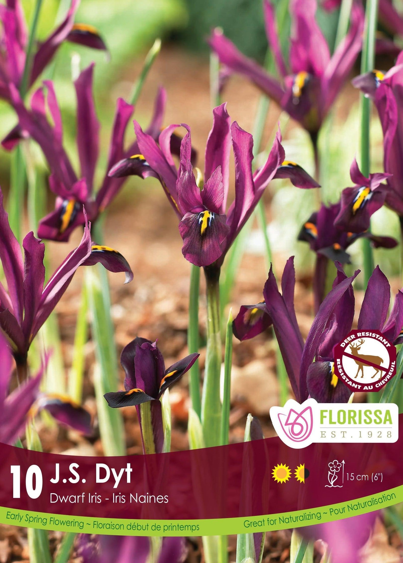 Iris Dwarf J.S. Dyt 10/Pkg