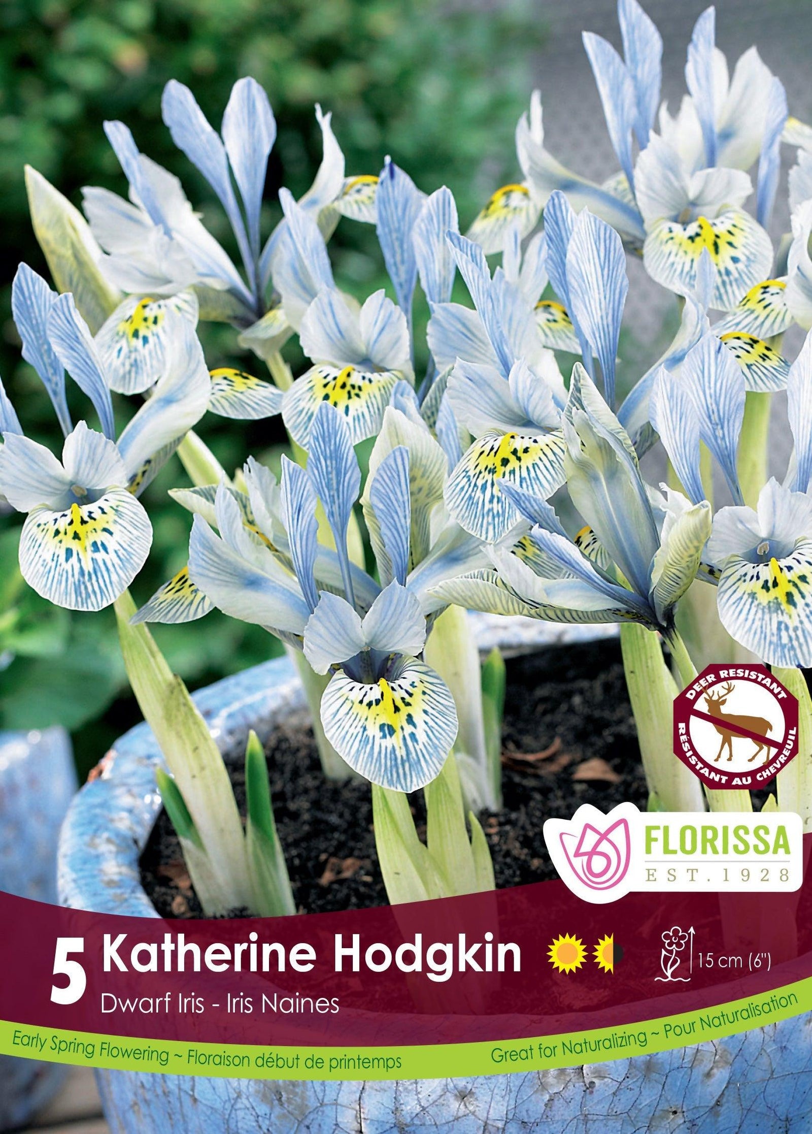 Iris Dwarf Katherine Hodgkin 5/Pkg