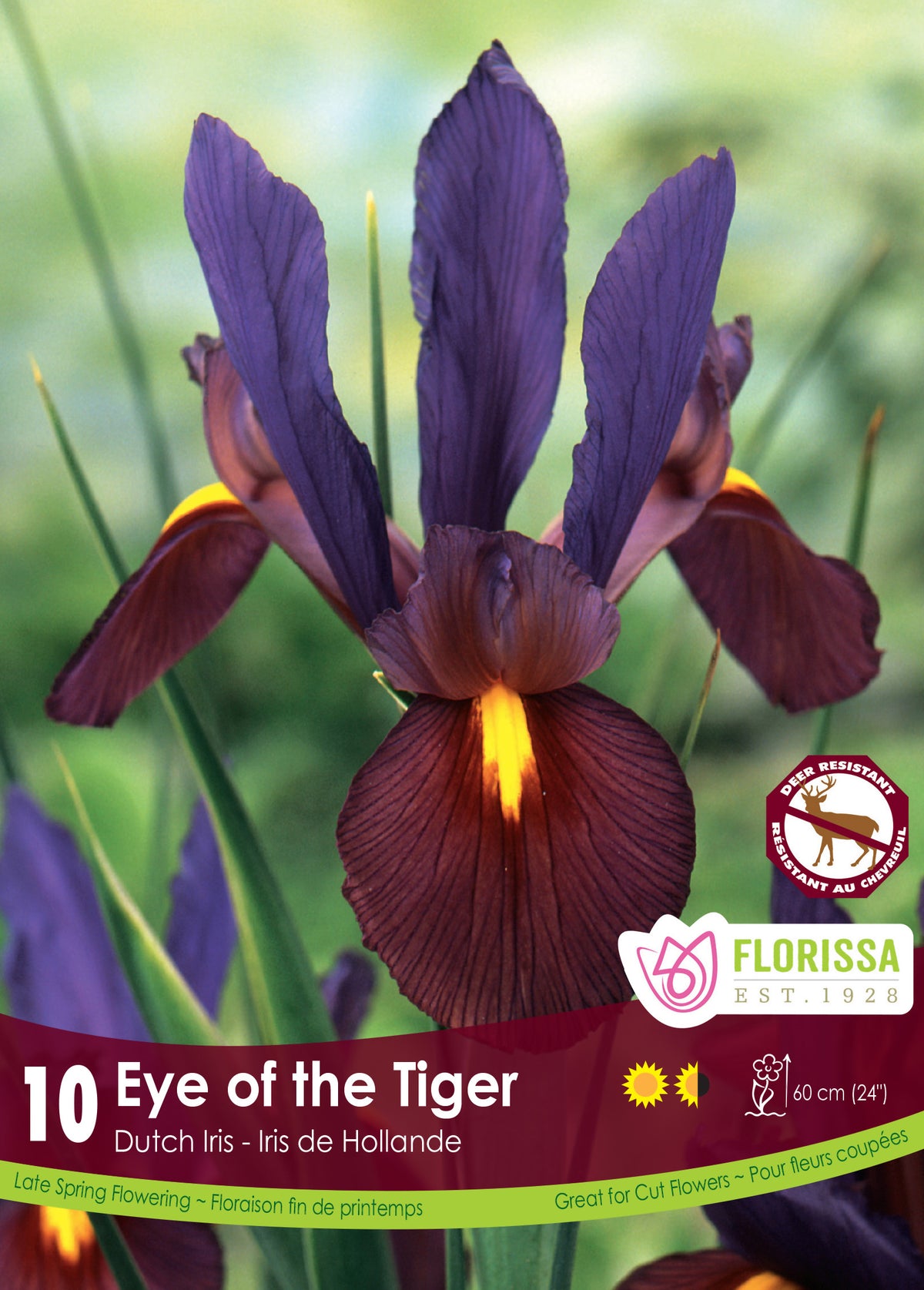 Iris-Eye Of The Tiger