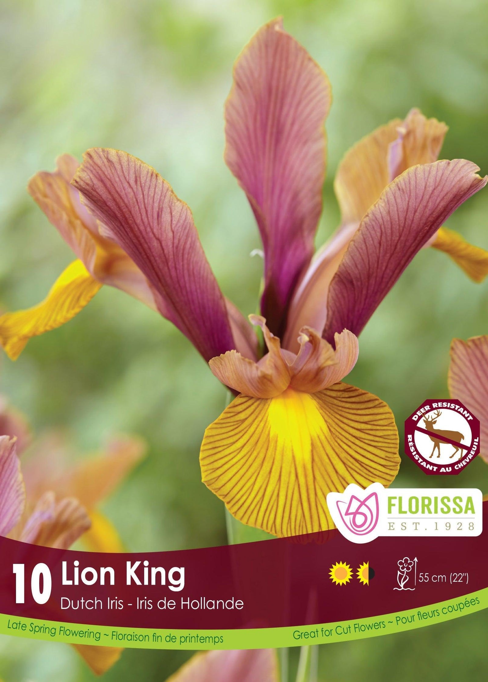 Iris Lion King 10/Pkg