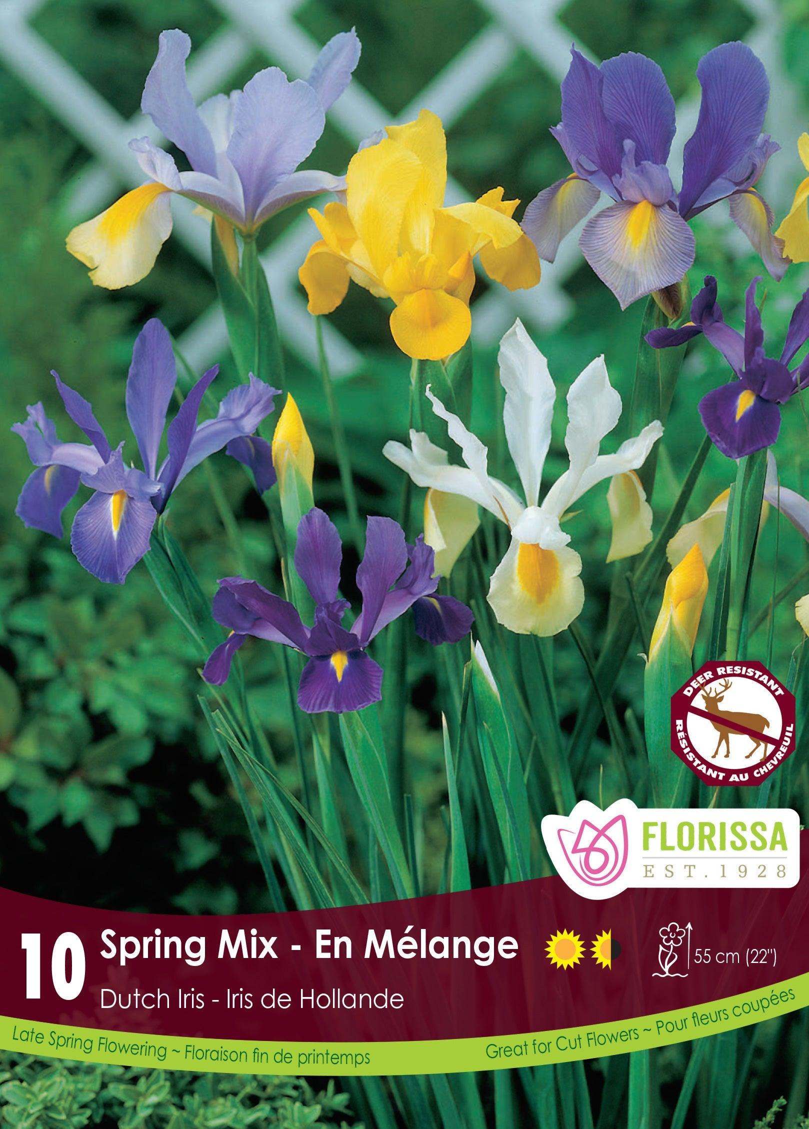 Iris Mixed Colours 10/Pkg