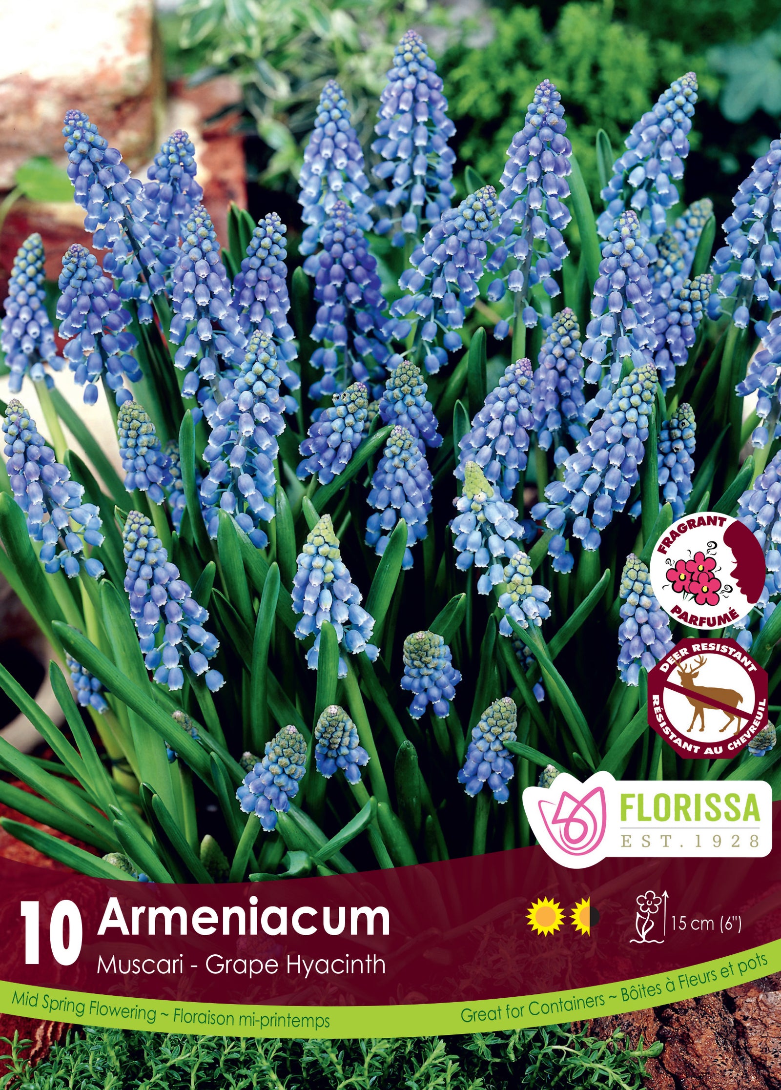 Muscari-Armeniacum