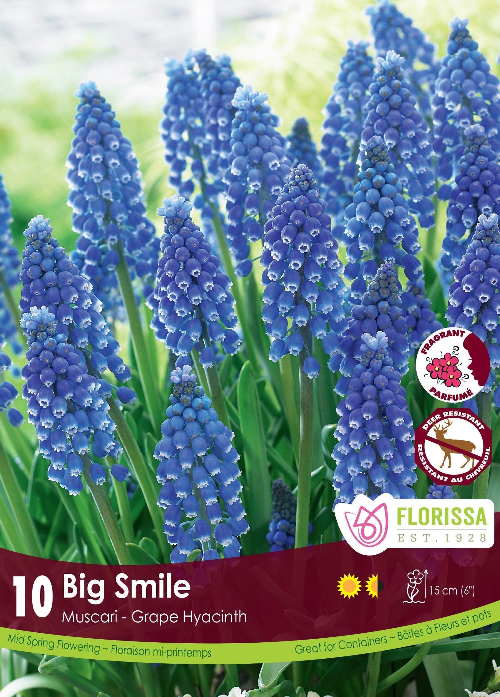 Muscari Big Smile 10/Pkg