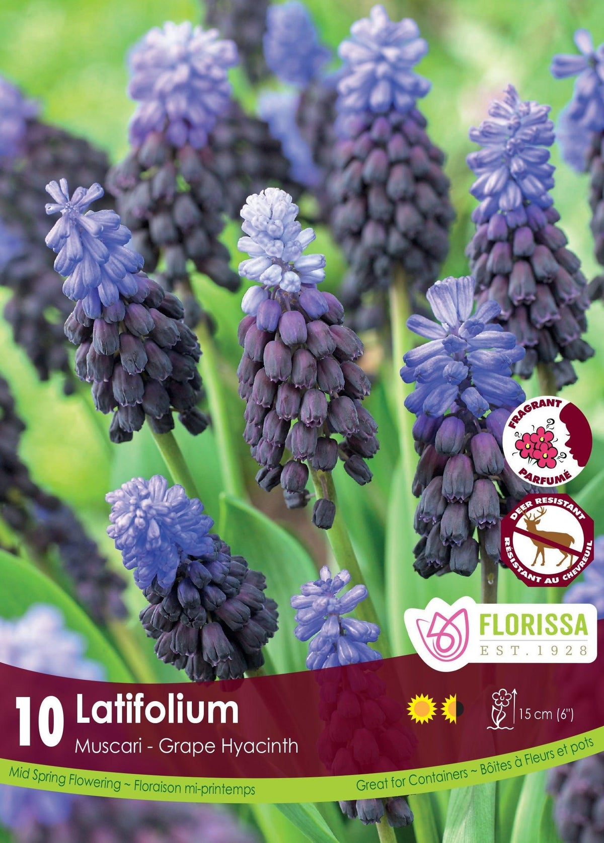 Muscari Latifolium 10/Pkg