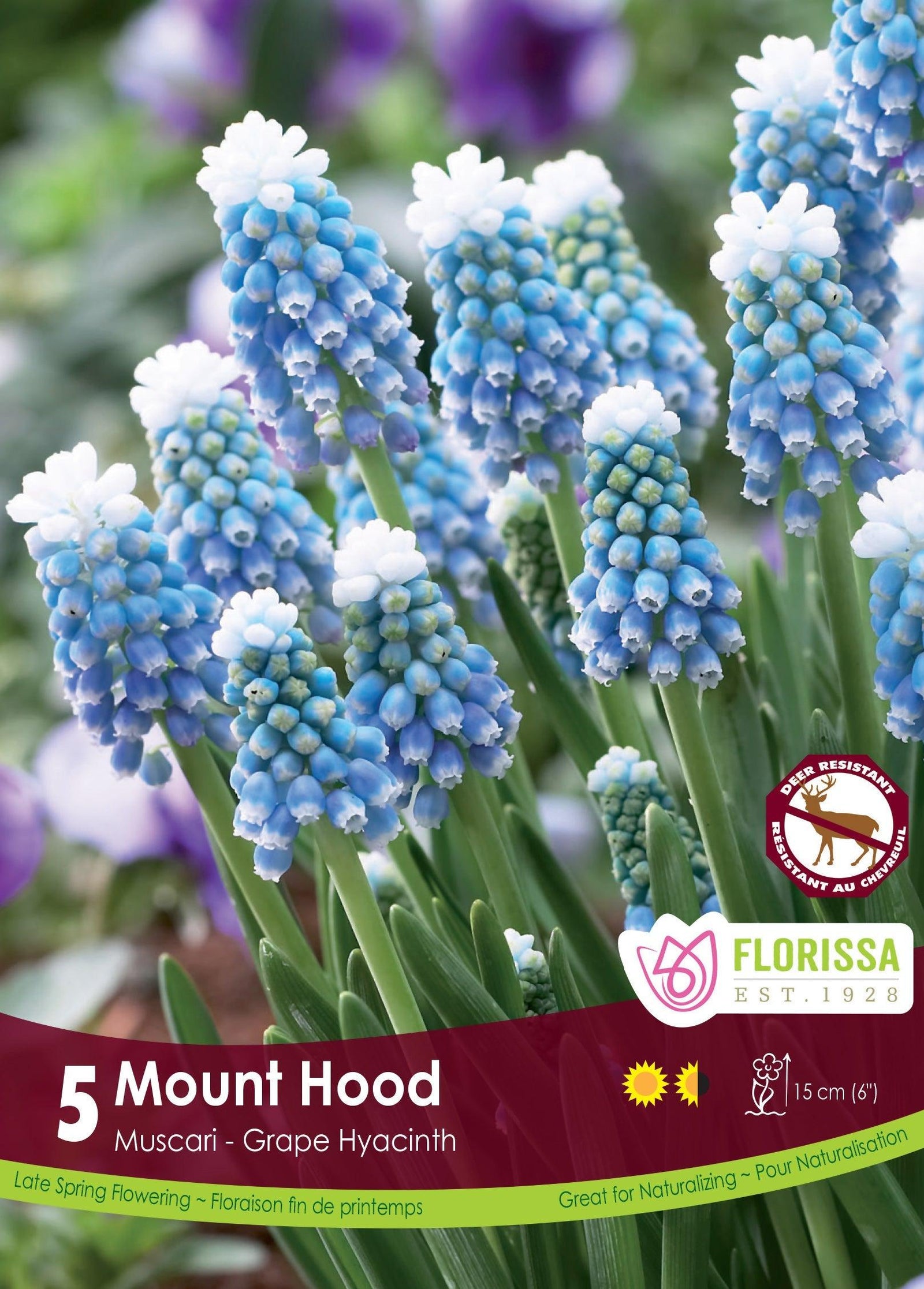 Muscari Mount Hood 5/Pkg