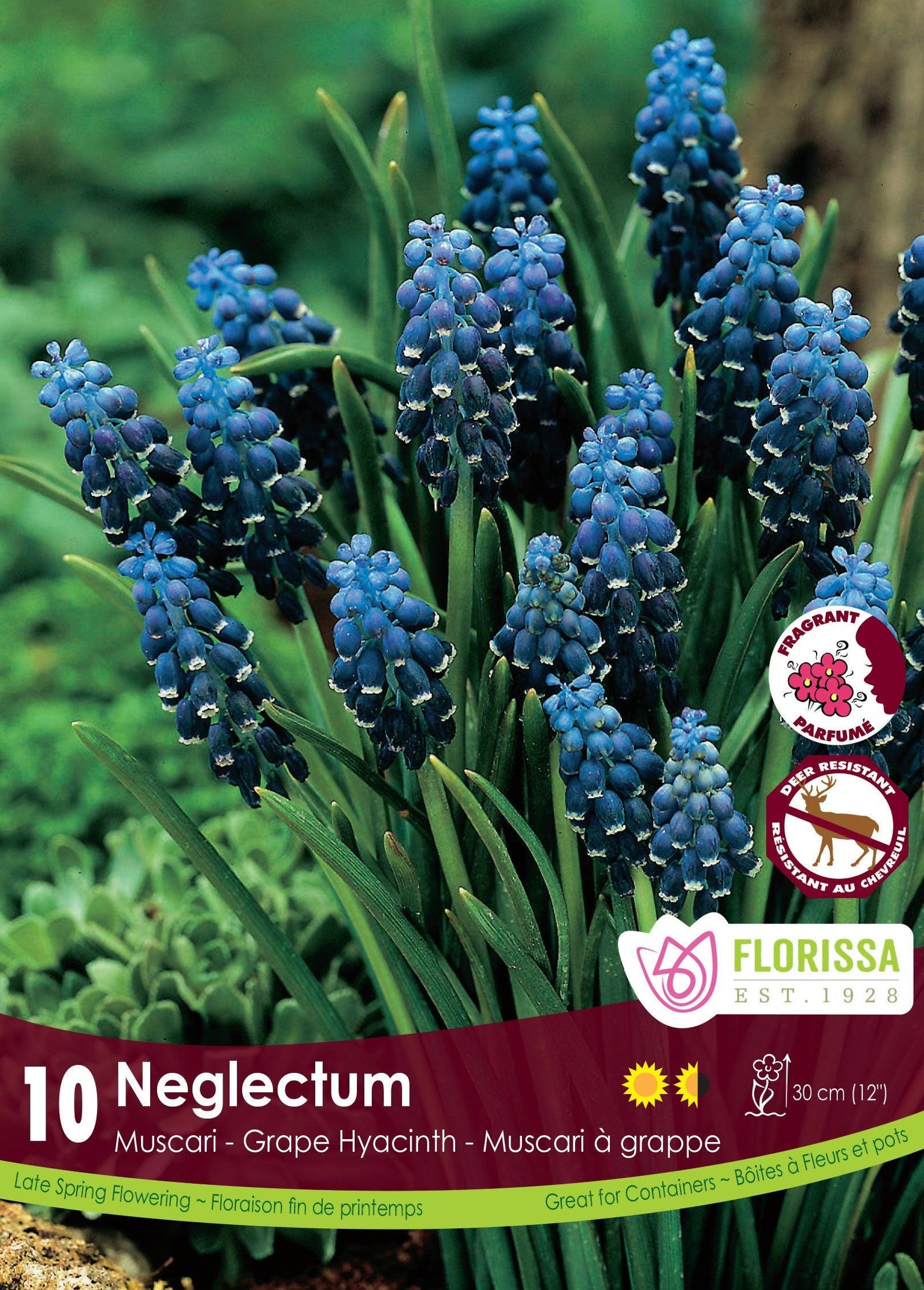 Muscari Neglectum 10/Pkg