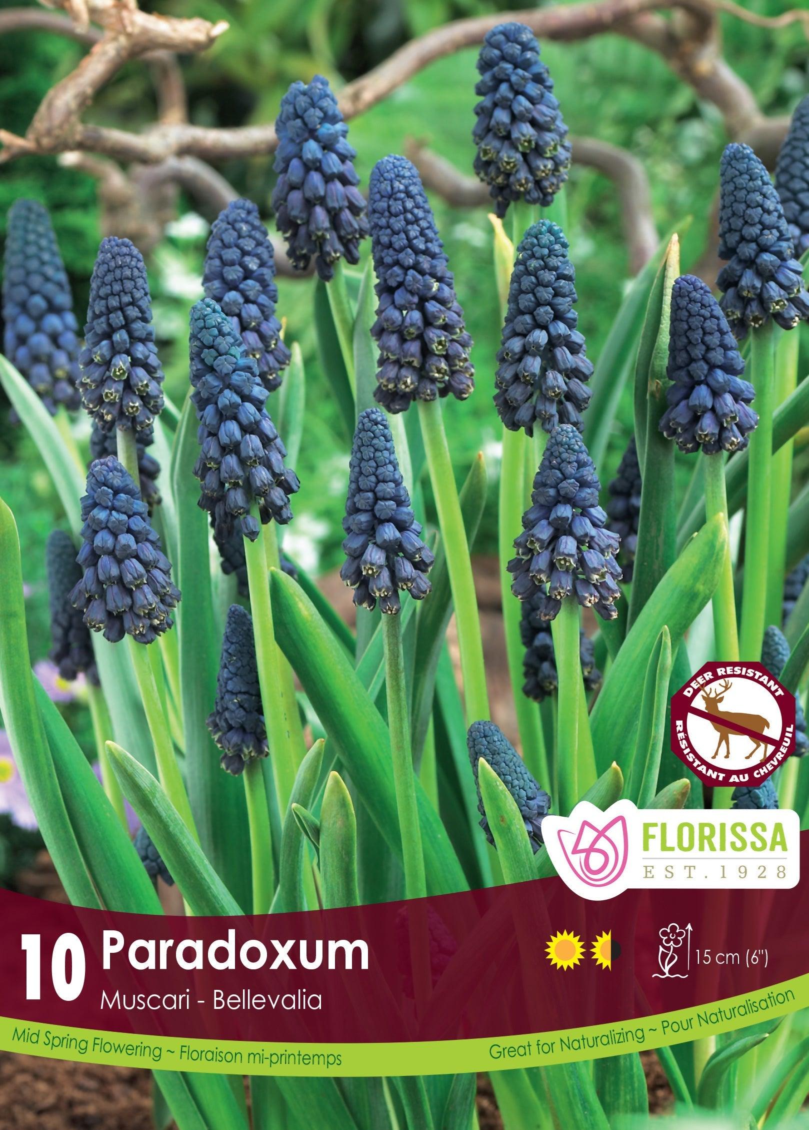 Muscari Paradoxum 10/Pkg