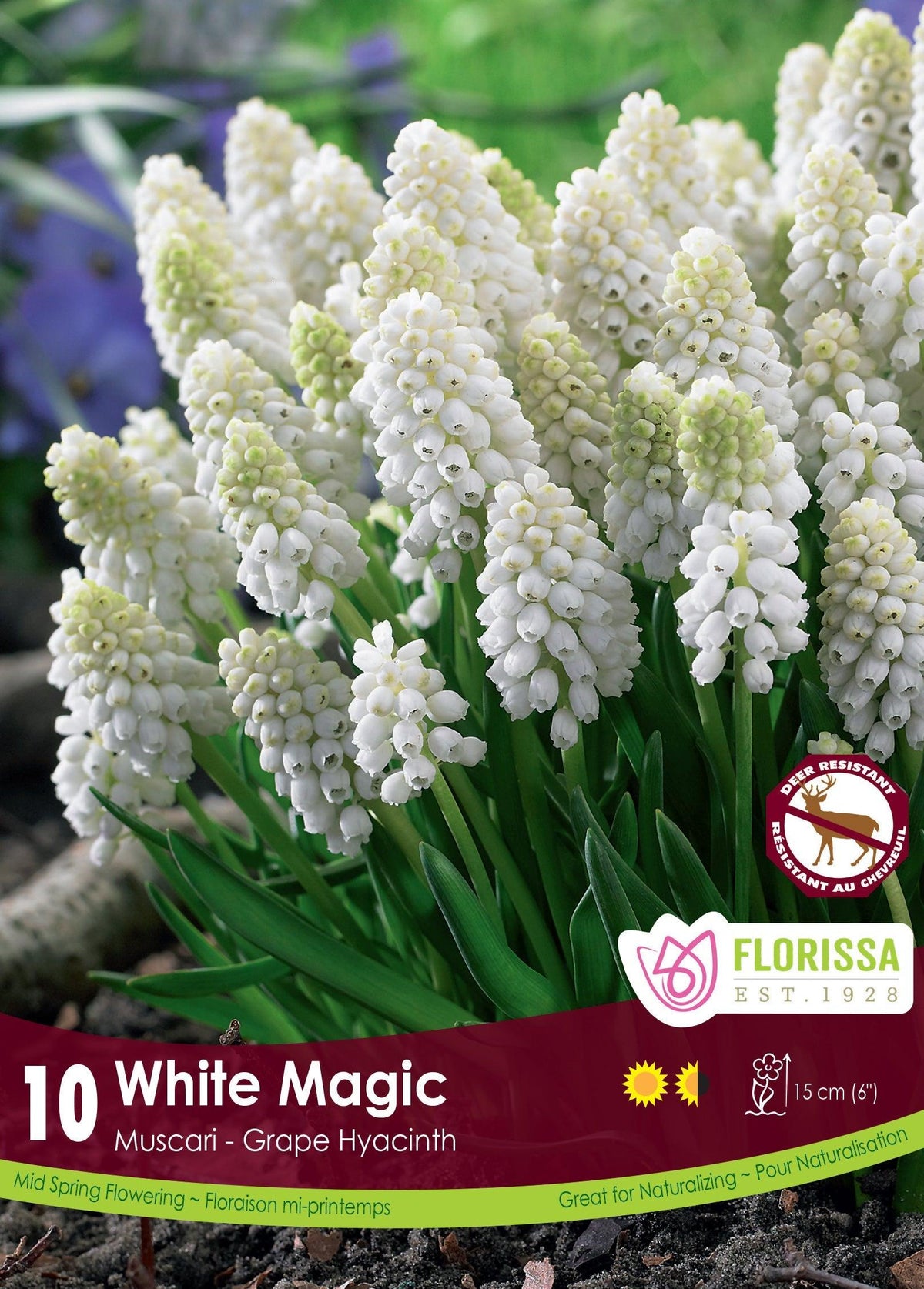 Muscari White Magic 10/Pkg