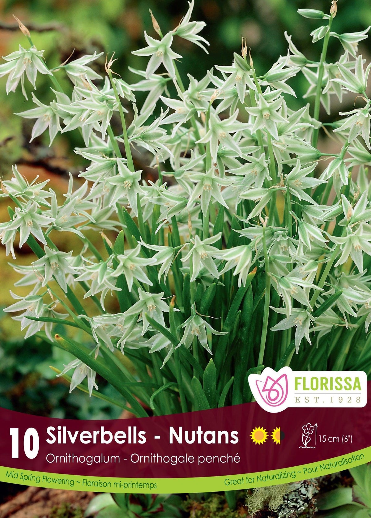 Ornithogalum Nutans 10/Pkg
