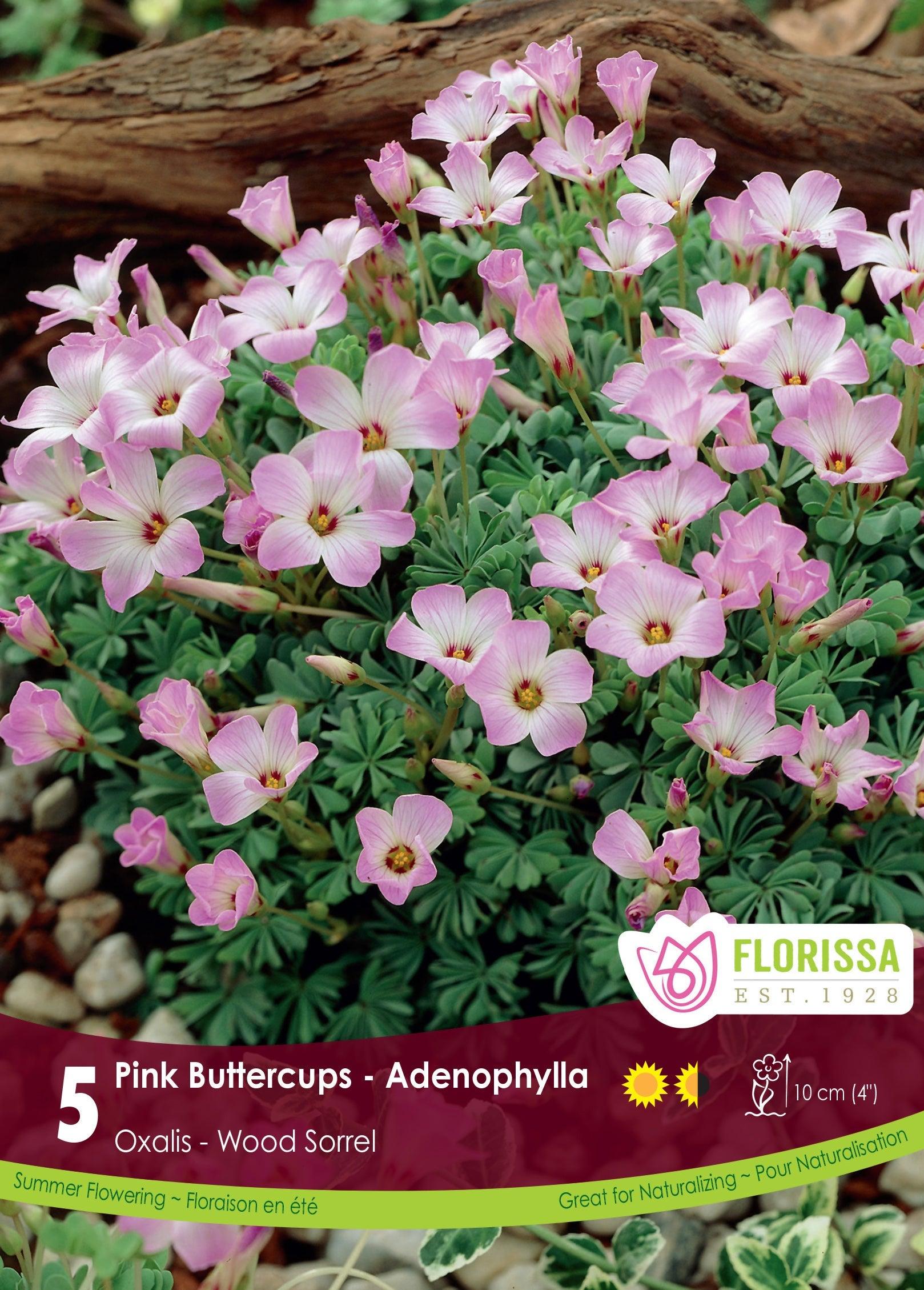 Oxalis Adenophylla 5/Pkg