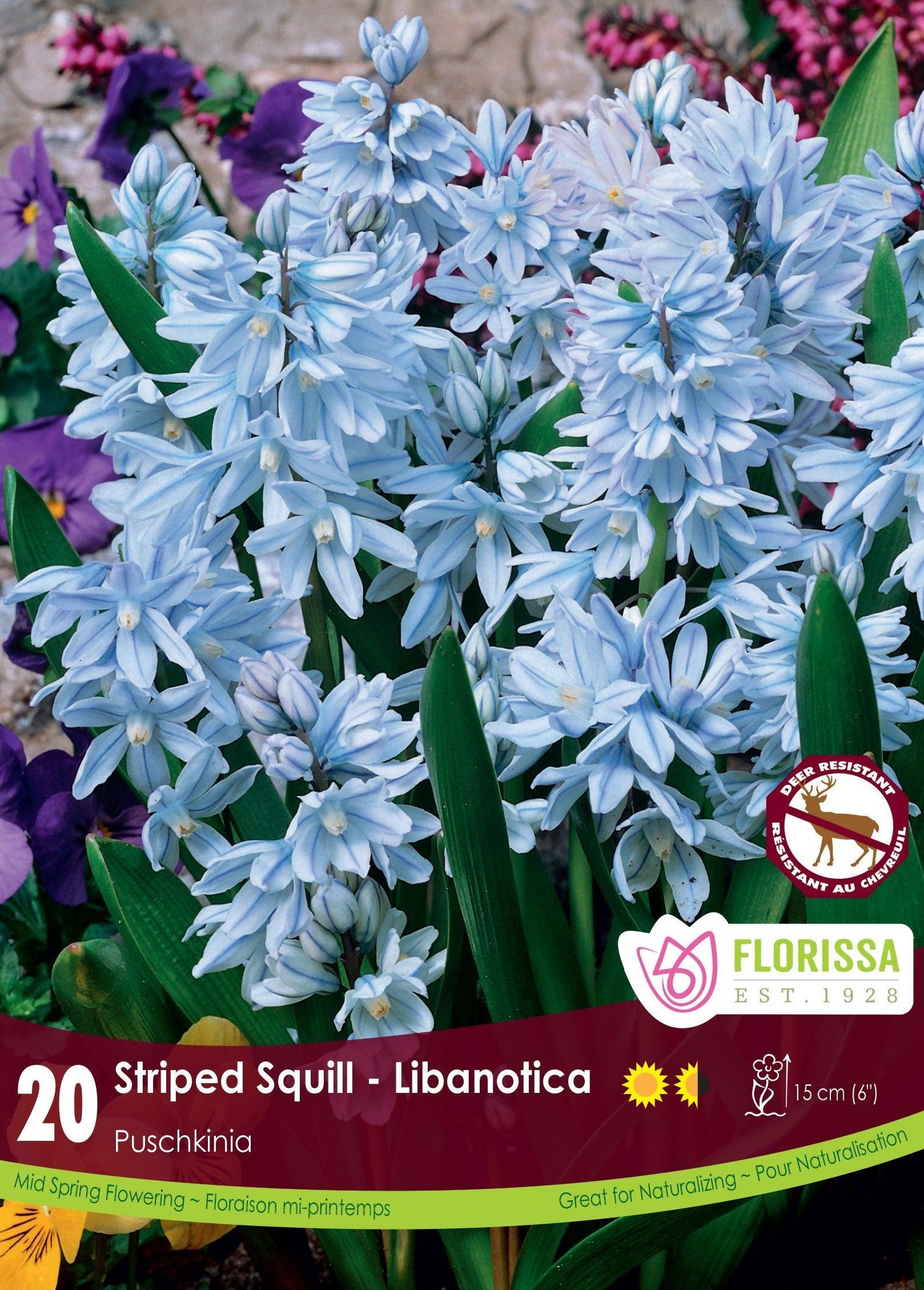 Puschkinia Libanotica 20/Pkg