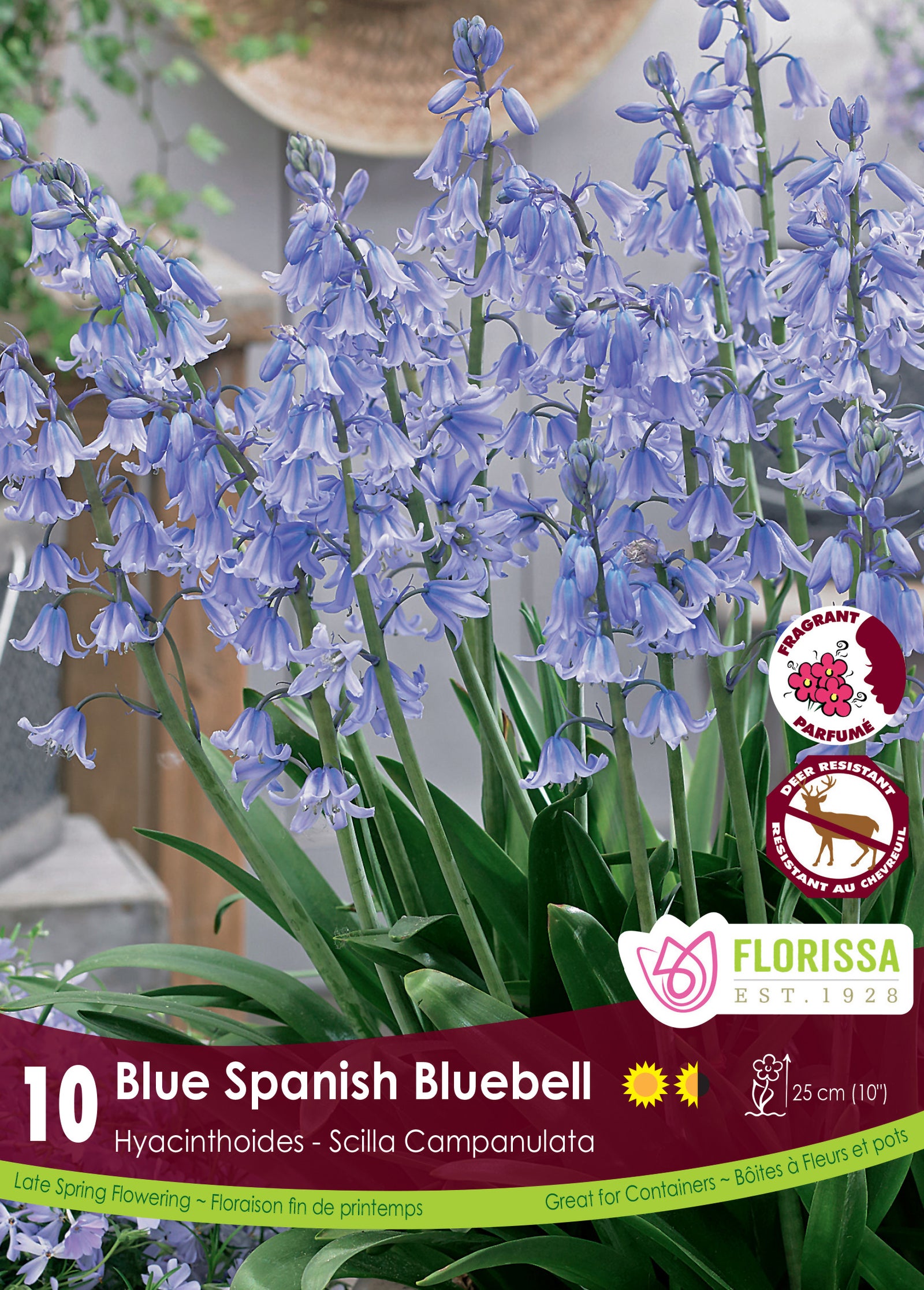 Scilla Campanulata-Blue