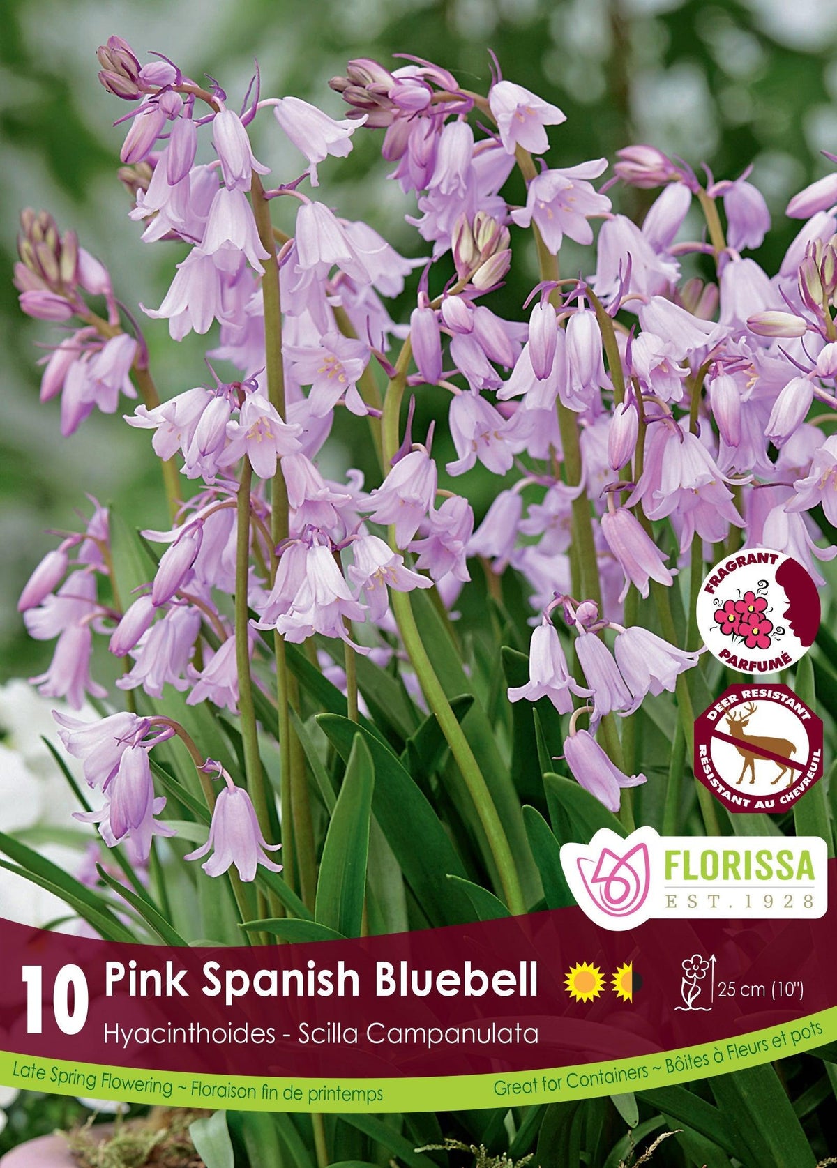 Bluebell Scilla Campanulata Pink 10/Pkg