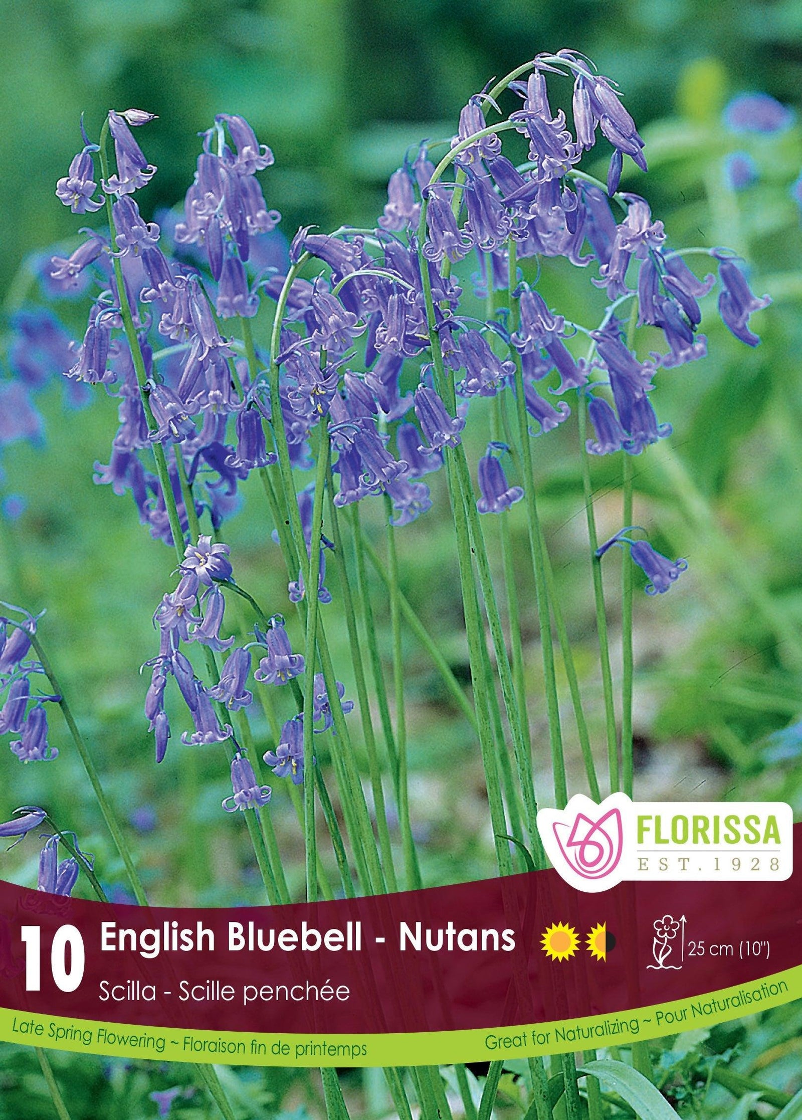 Scilla Nutans 10/Pkg