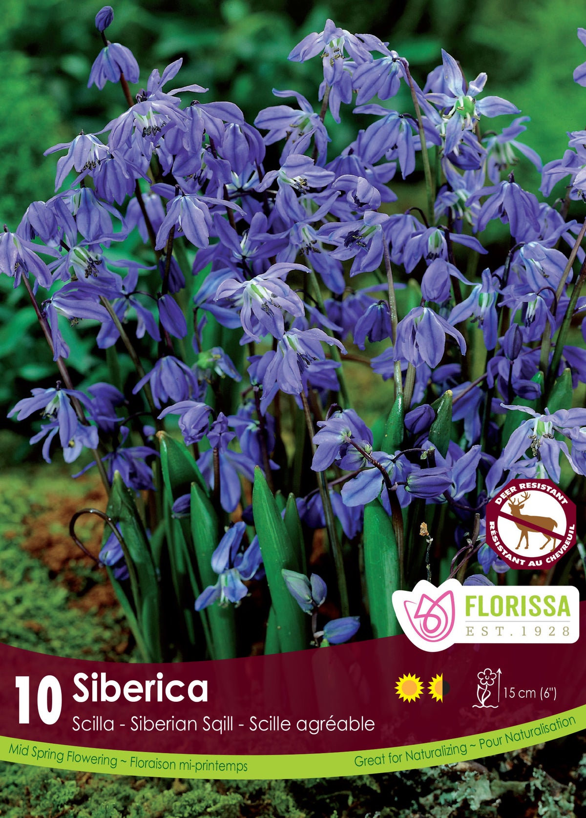 Scilla-Siberica