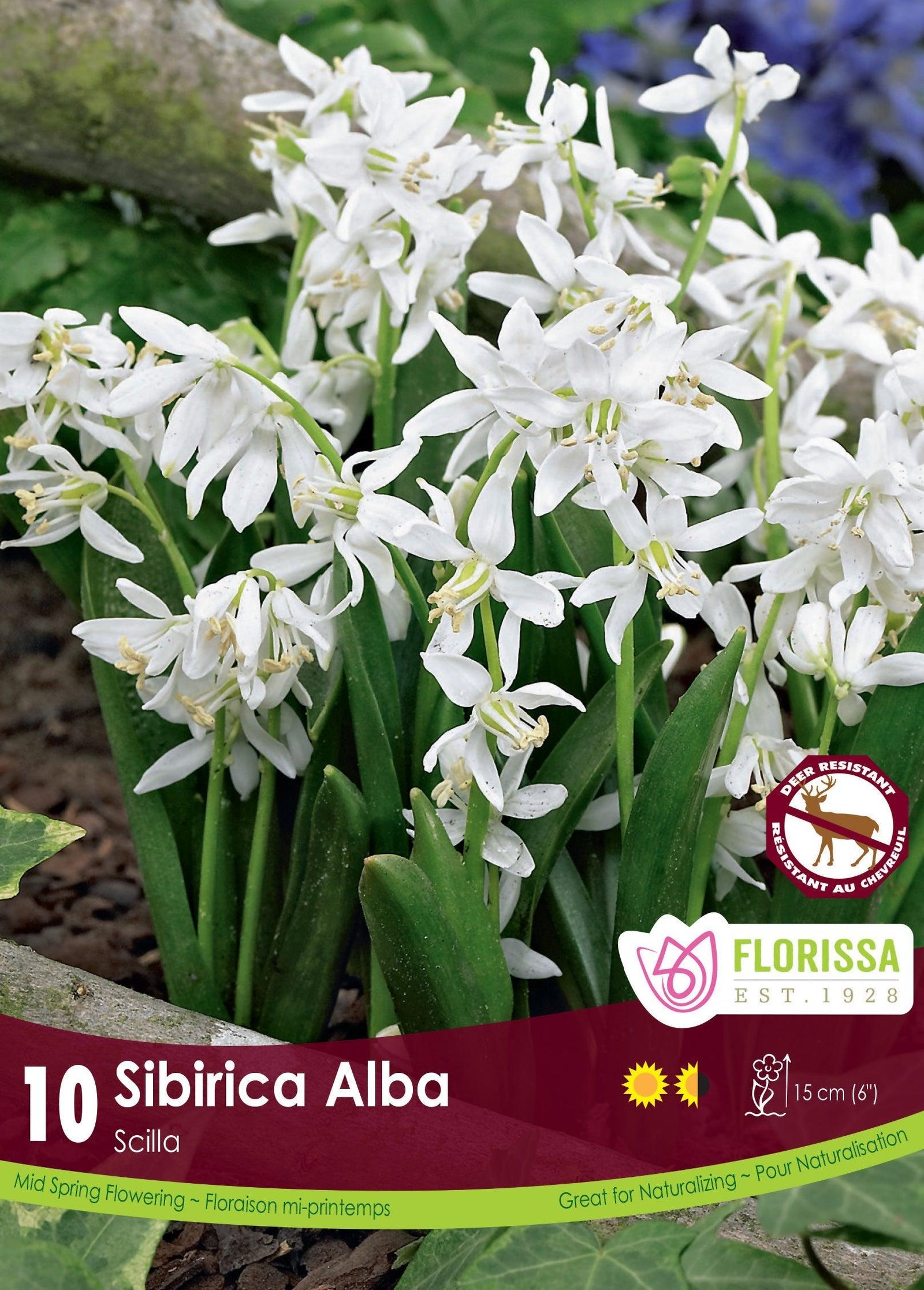 Scilla Siberica Alba 10/Pkg