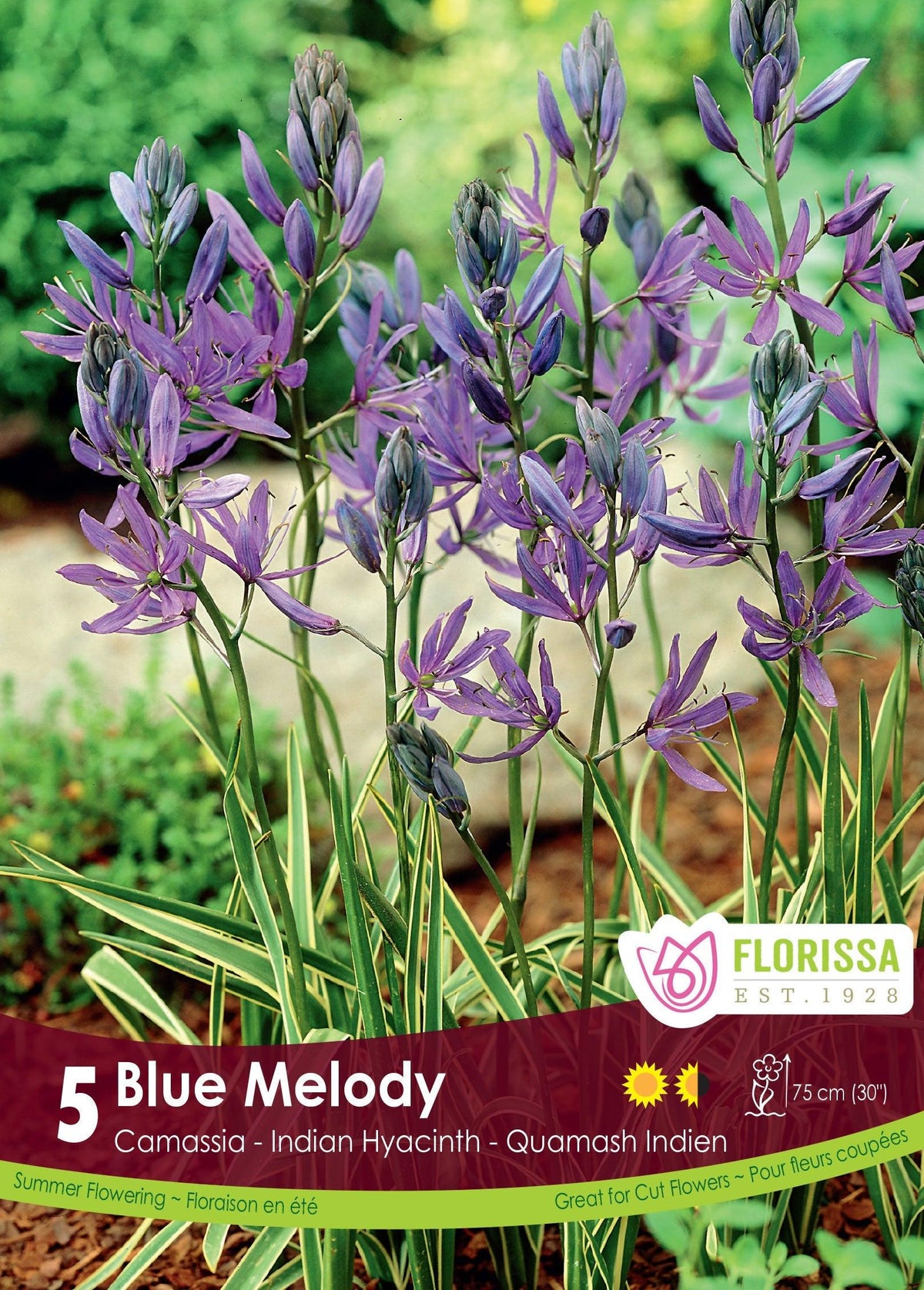 Camassia Blue Melody 5/Pkg