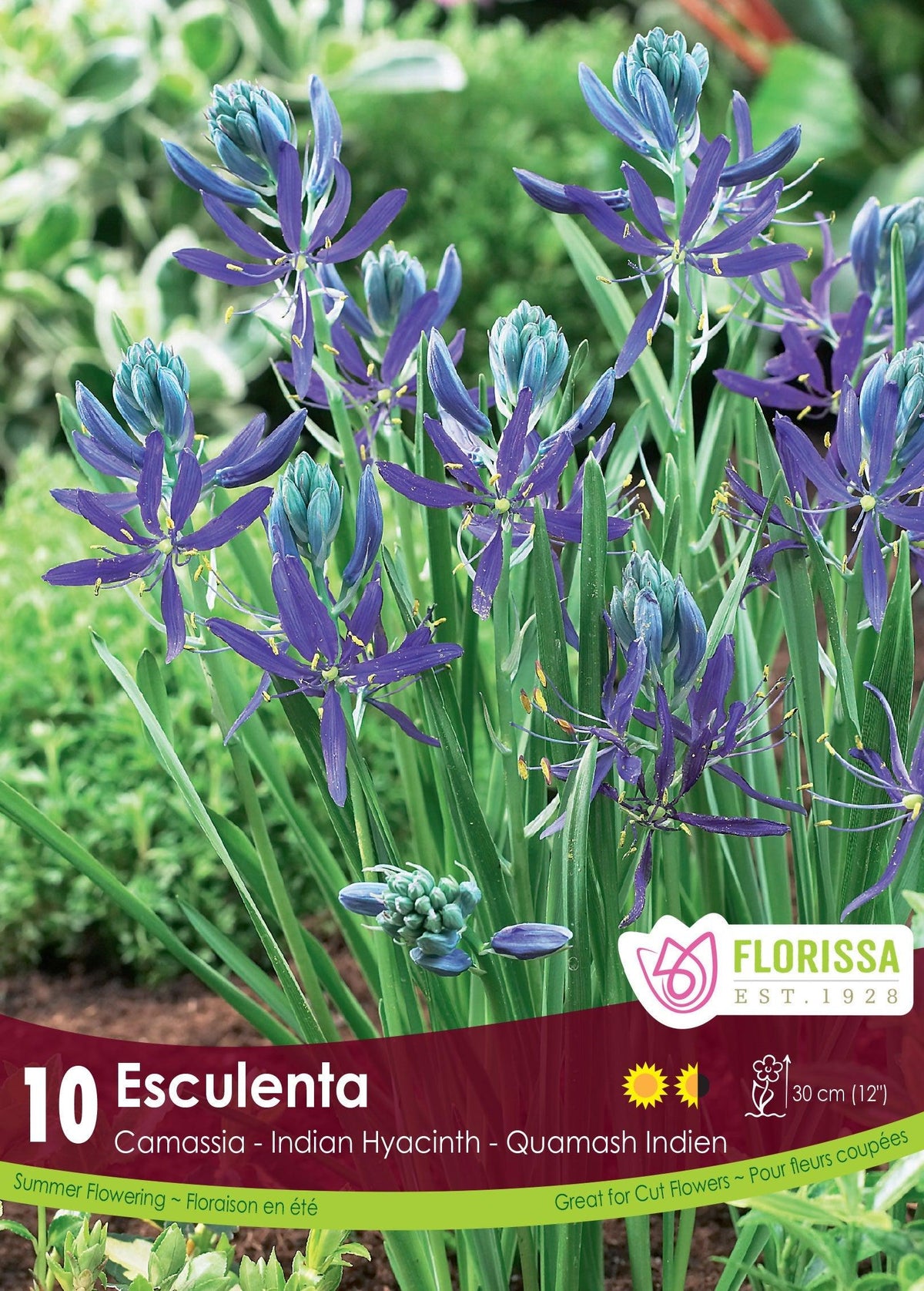 Camassia Esculenta Quamash 10/Pkg