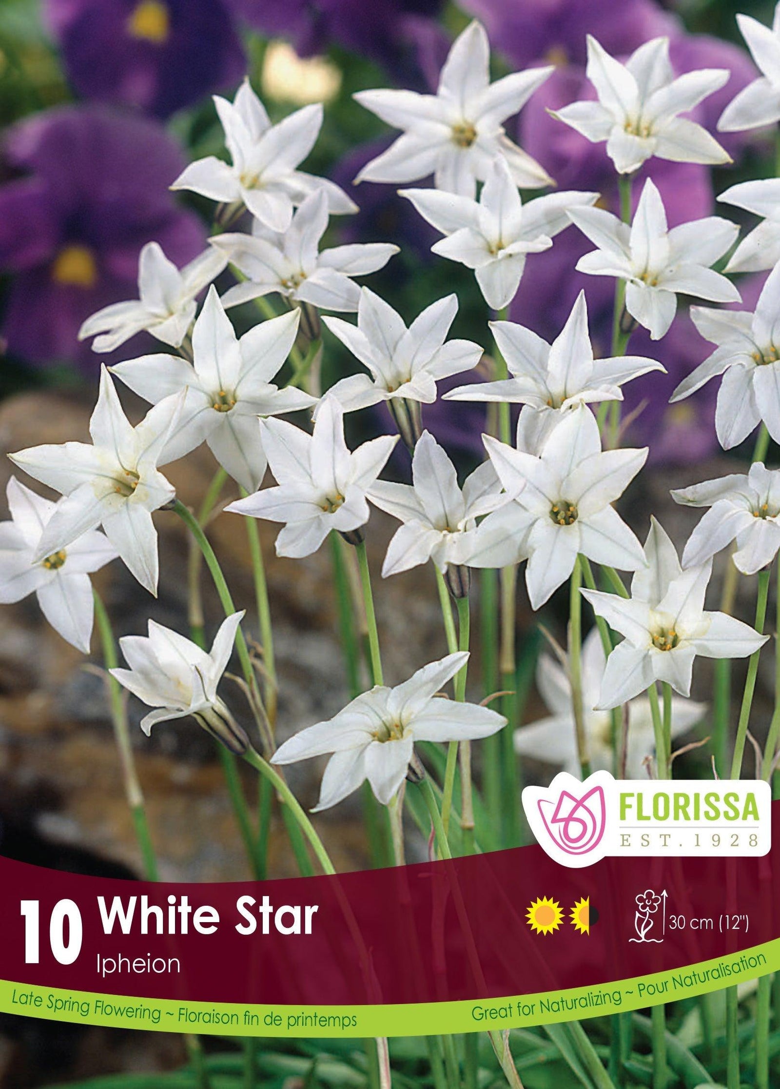 Ipheion White Star 10/Pkg