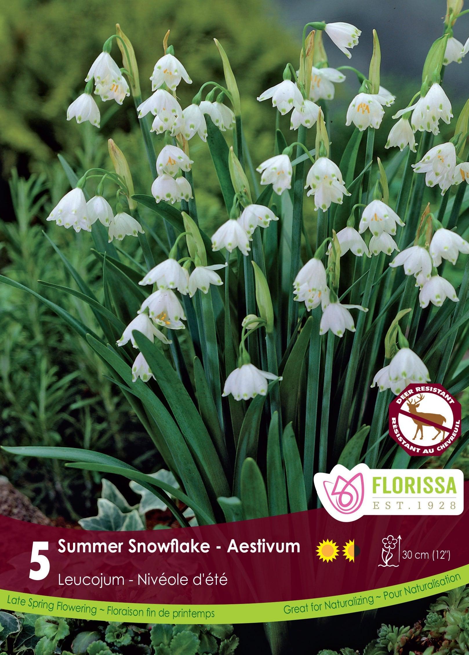 Leucojum Aestivum 5/Pkg