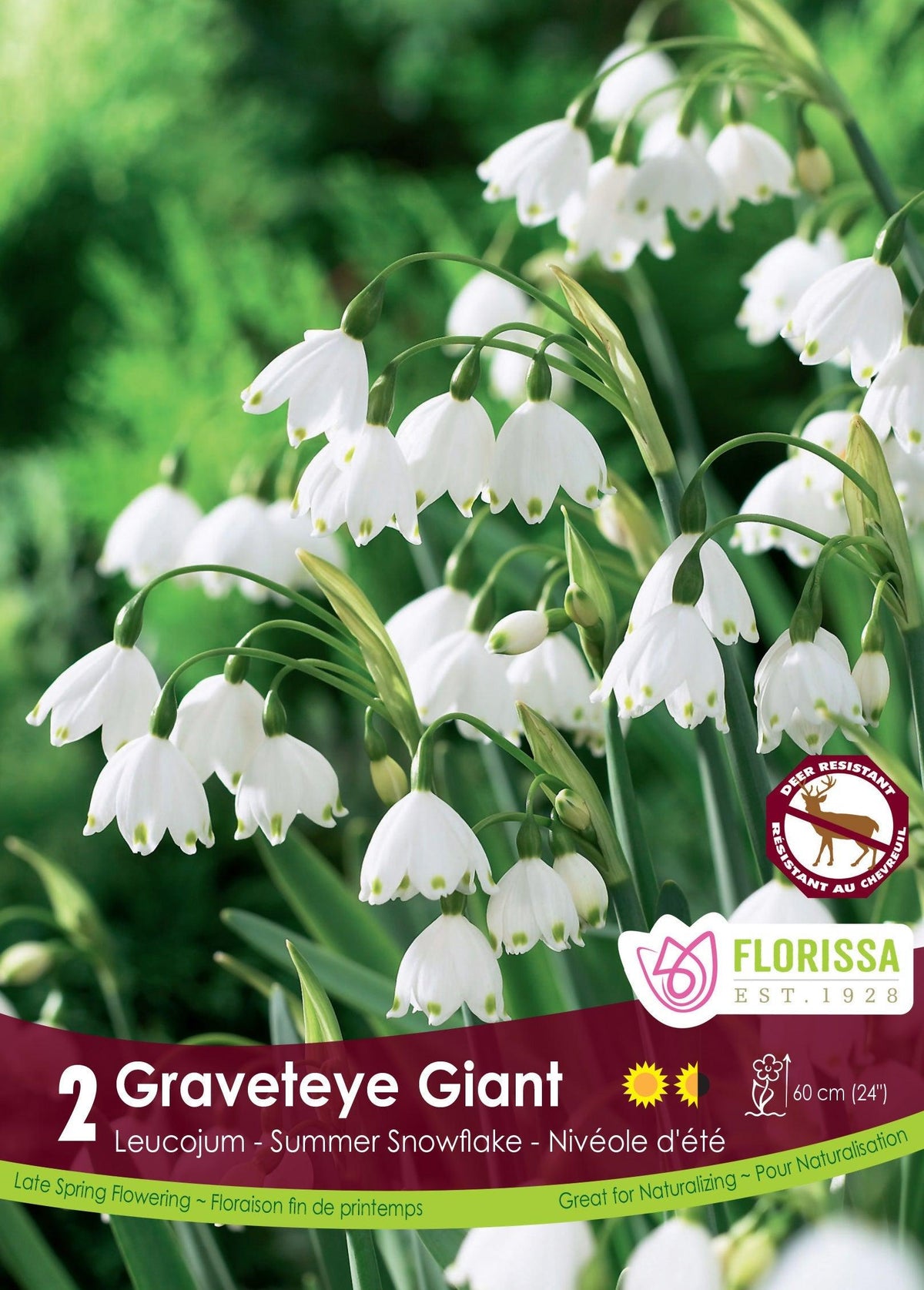 Leucojum Gravetye Giant 2/Pkg - Sheridan Nurseries Online