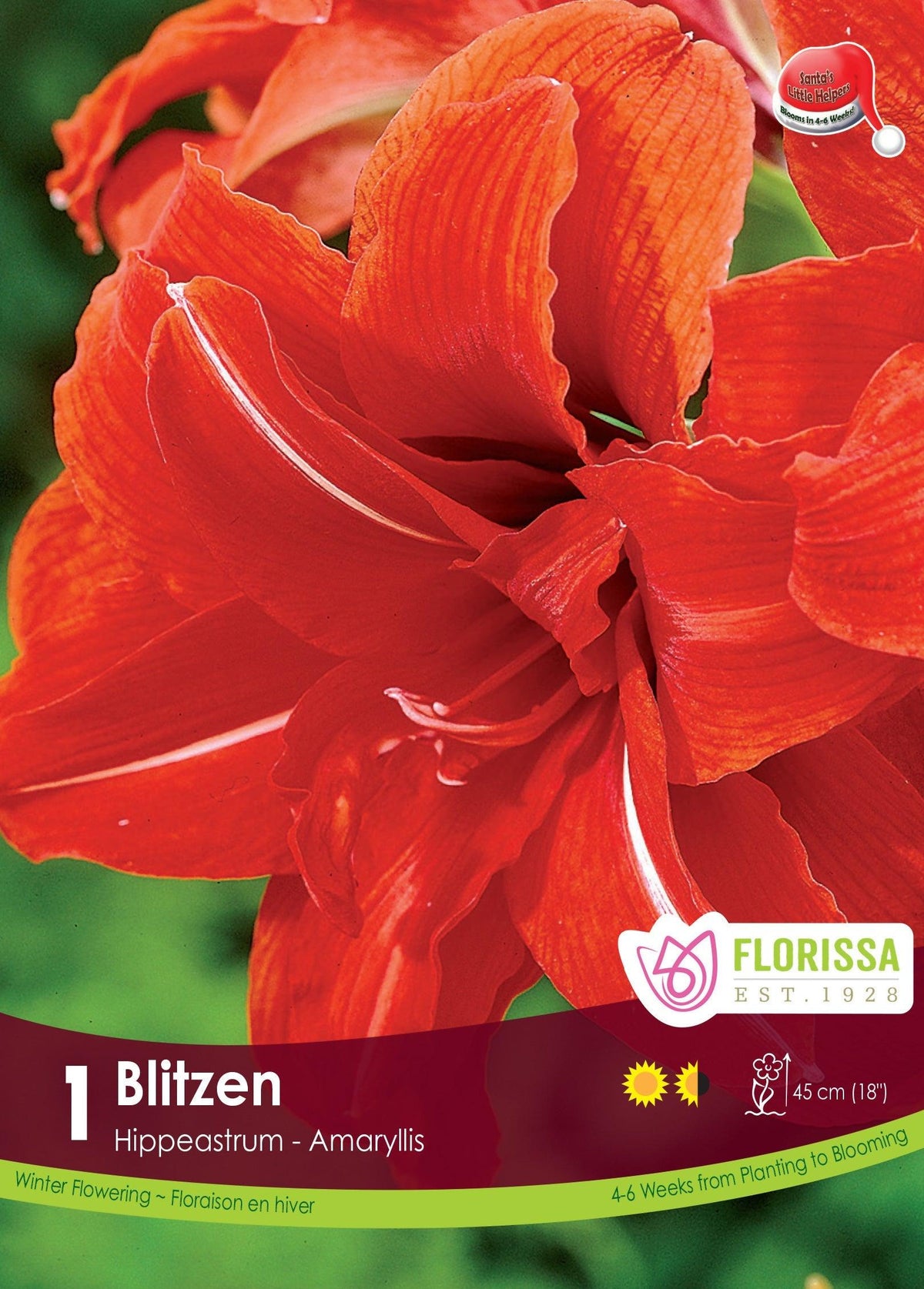 Amaryllis Blitzen Bingo 1/Pkg