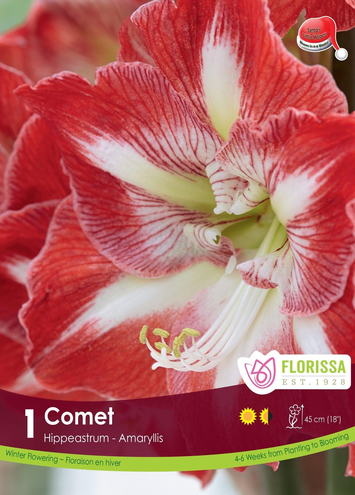 Amaryllis Comet Carnival 1/Pkg