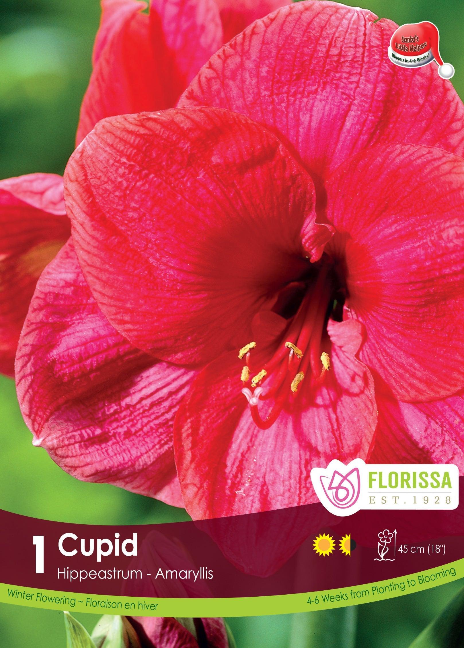 Amaryllis Cupid Candy Floss 1/Pkg