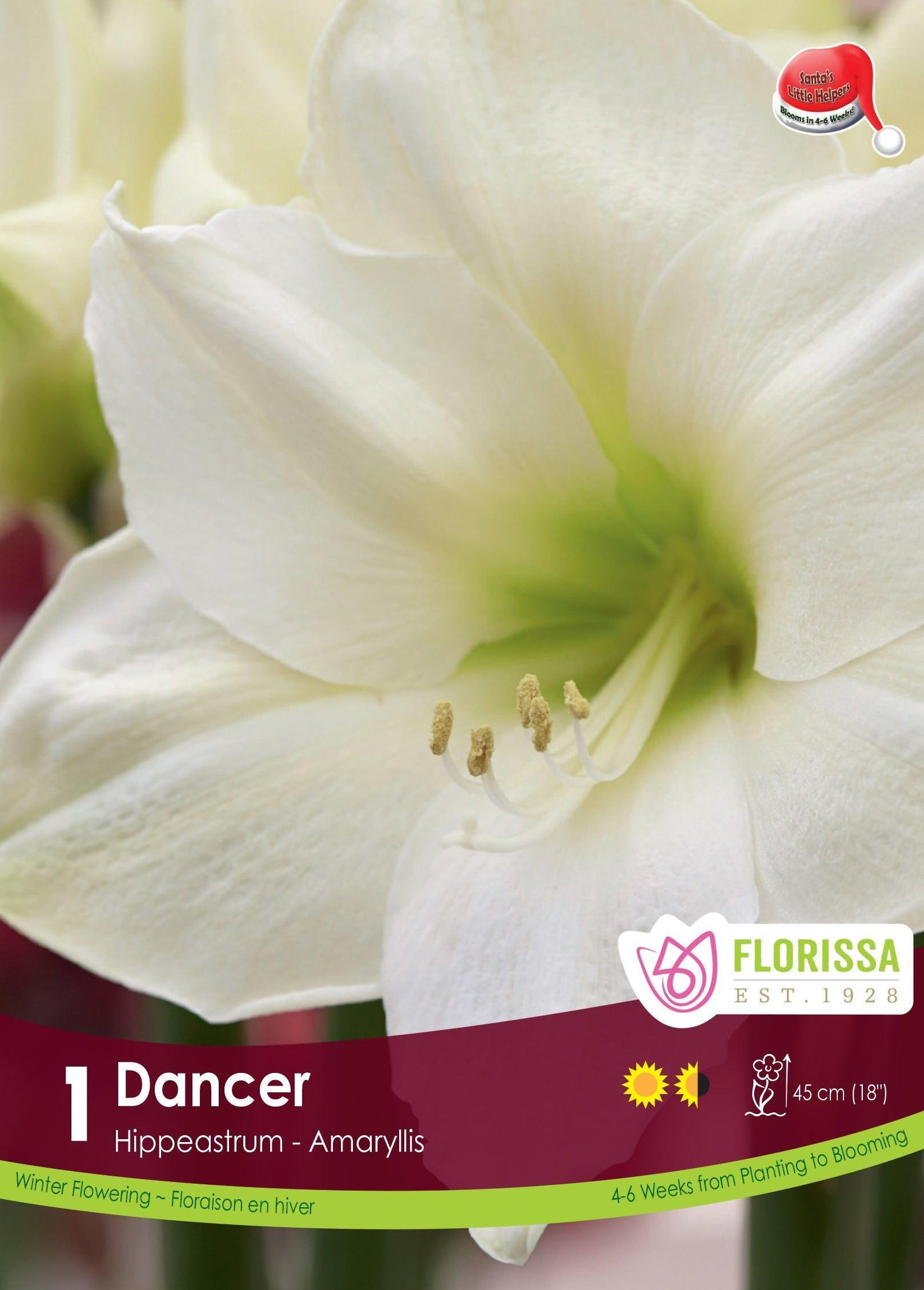 Amaryllis Dancer Wedding Dance 1/Pkg