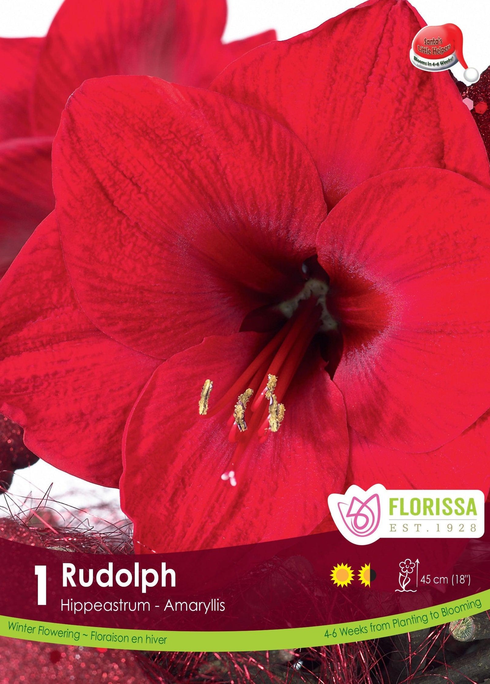 Amaryllis Rudolph Noel Red 1/Pkg